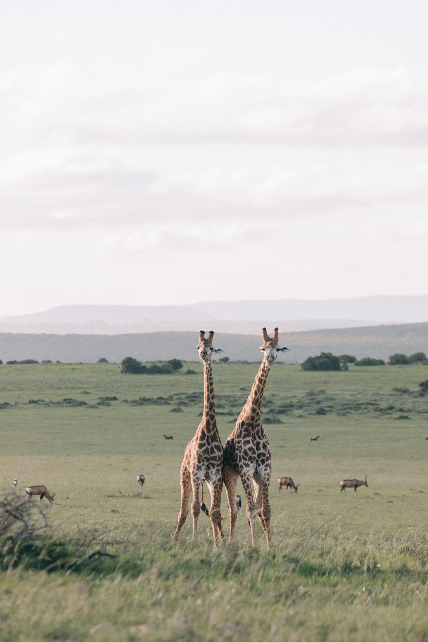 Parque Nacional del Serengeti