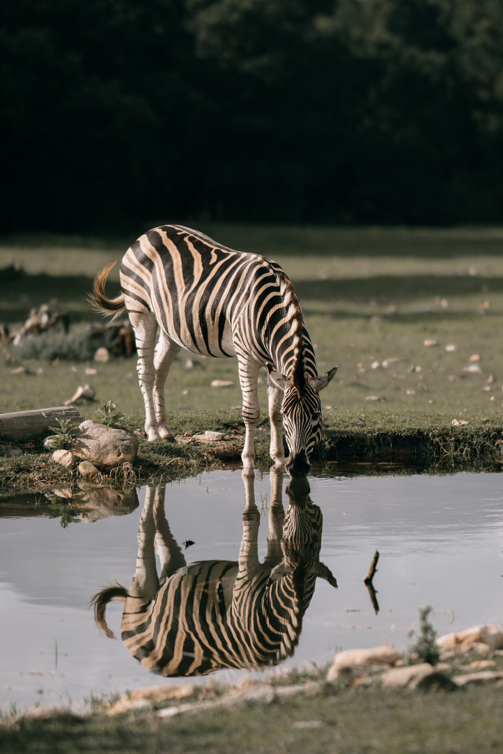 Parque Nacional del Serengeti