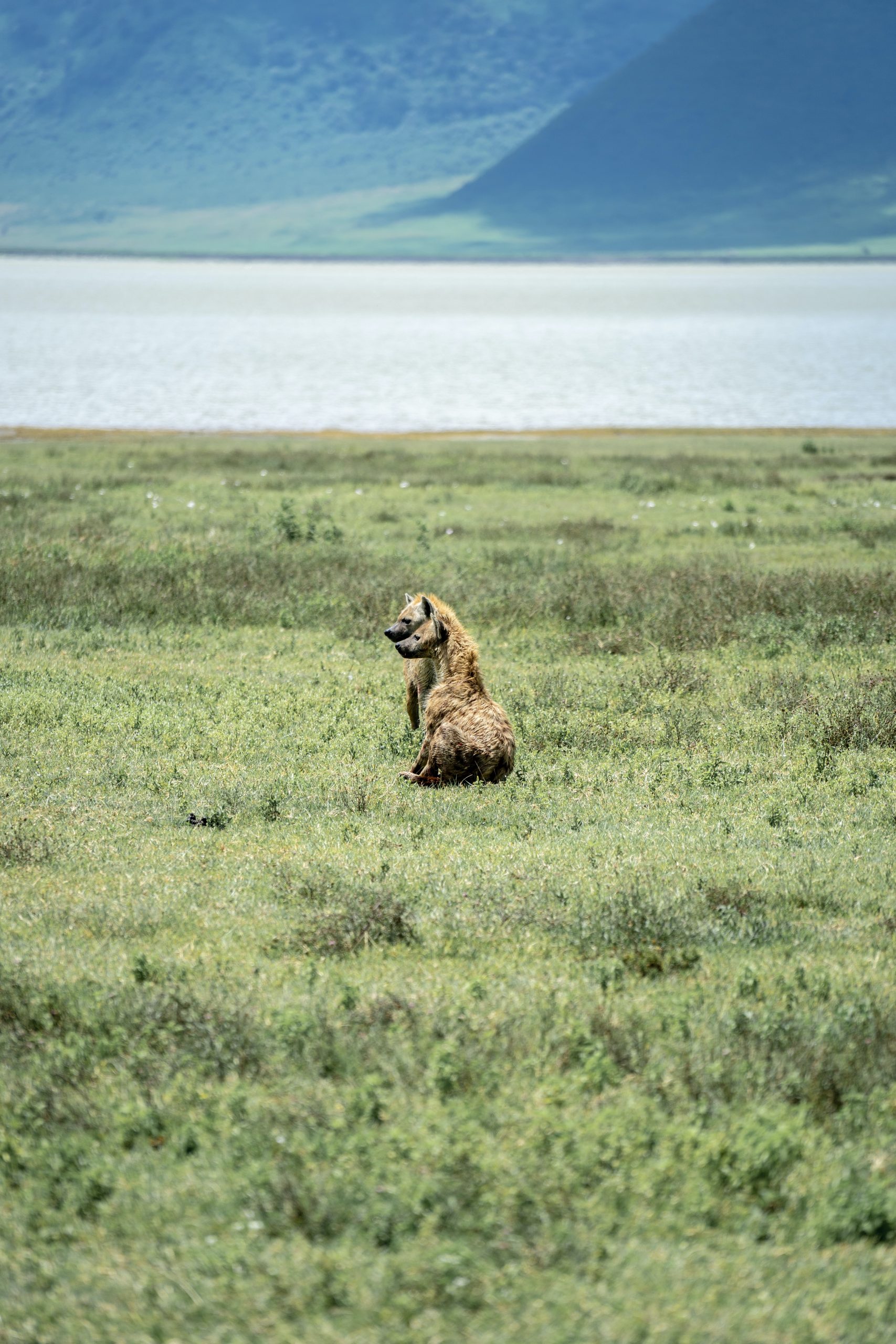 Cráter de Ngorongoro, Tanzania