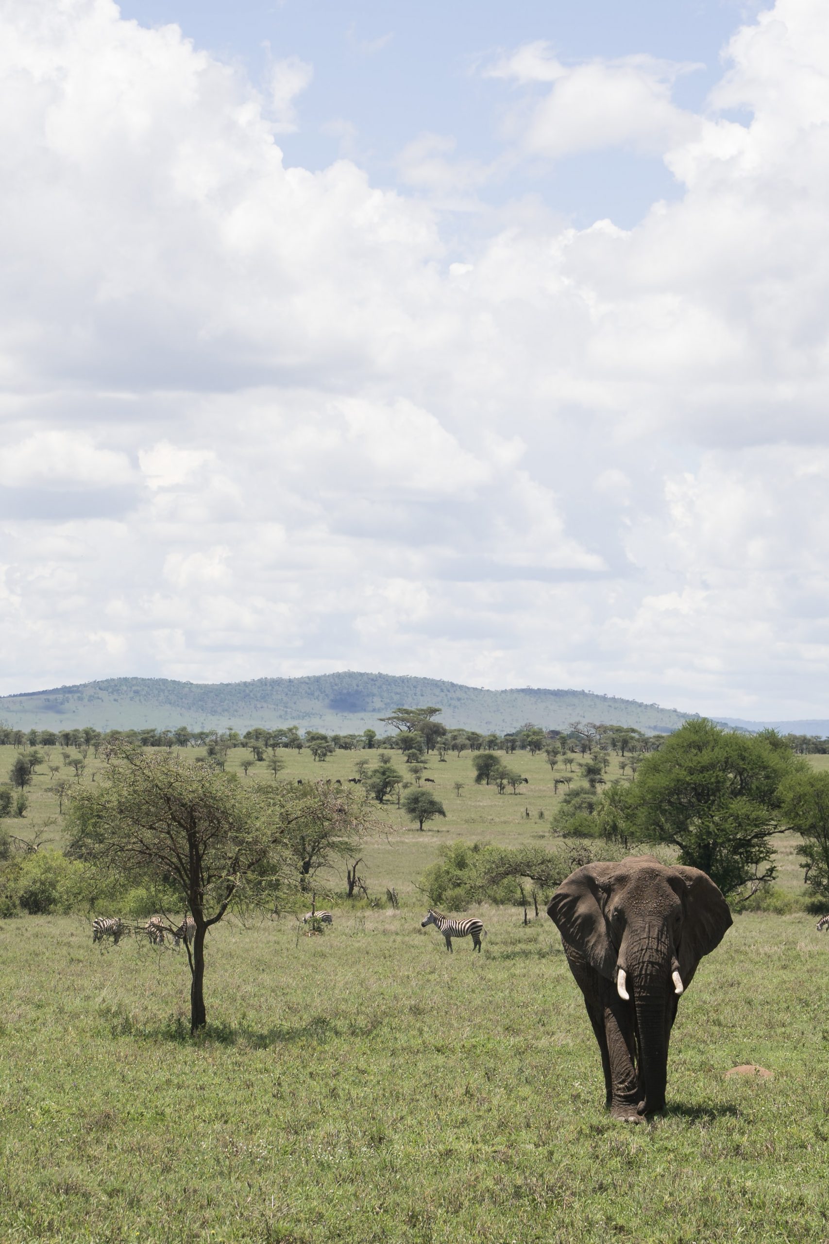 Parque Nacional del Serengeti