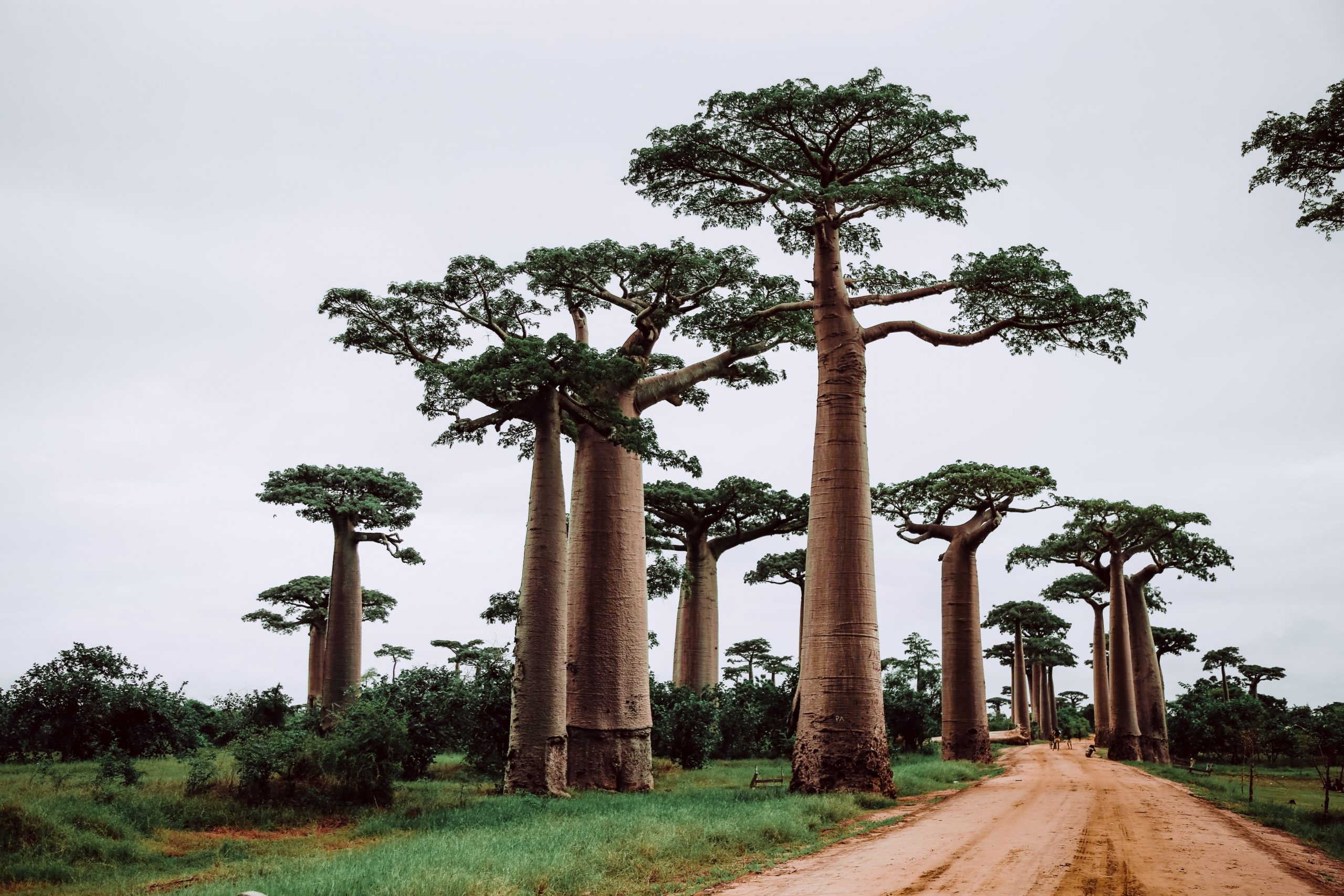 Avenida de los Baobabs, Madagascar