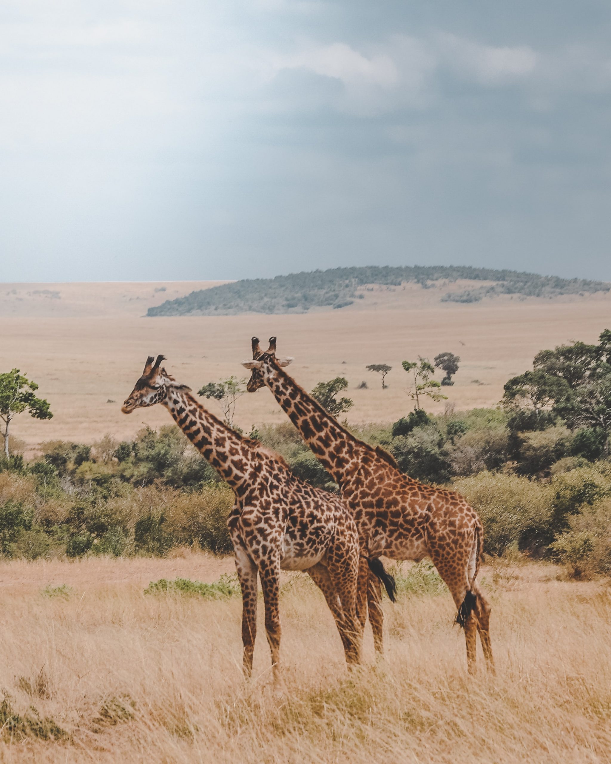 Reserva Nacional Masai Mara, Kenia