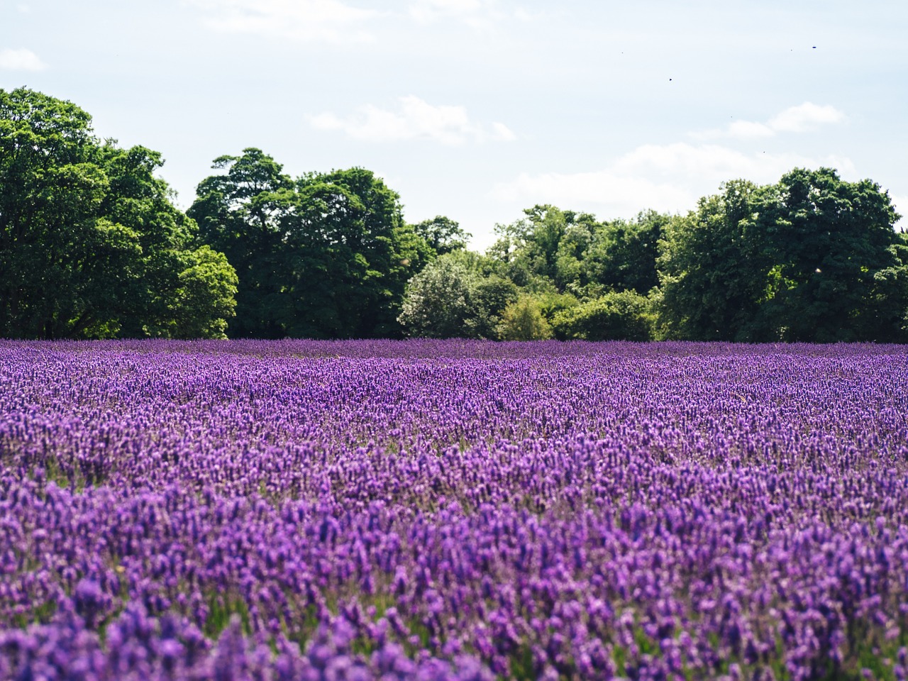 Campo de lavanda