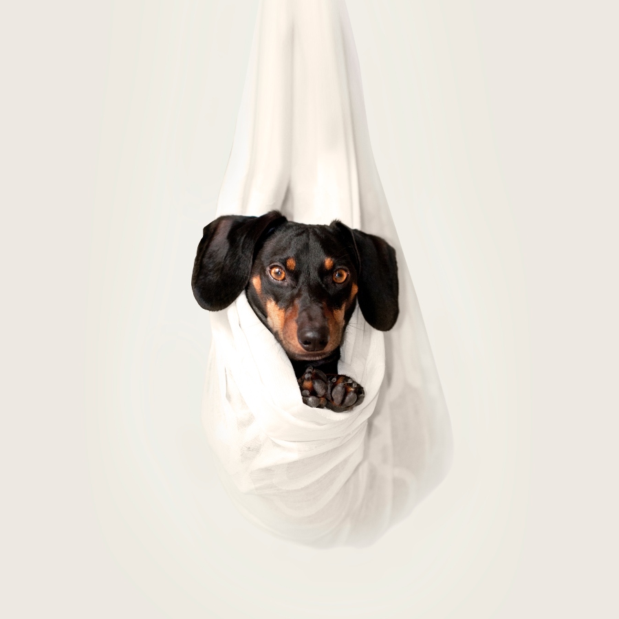Perro