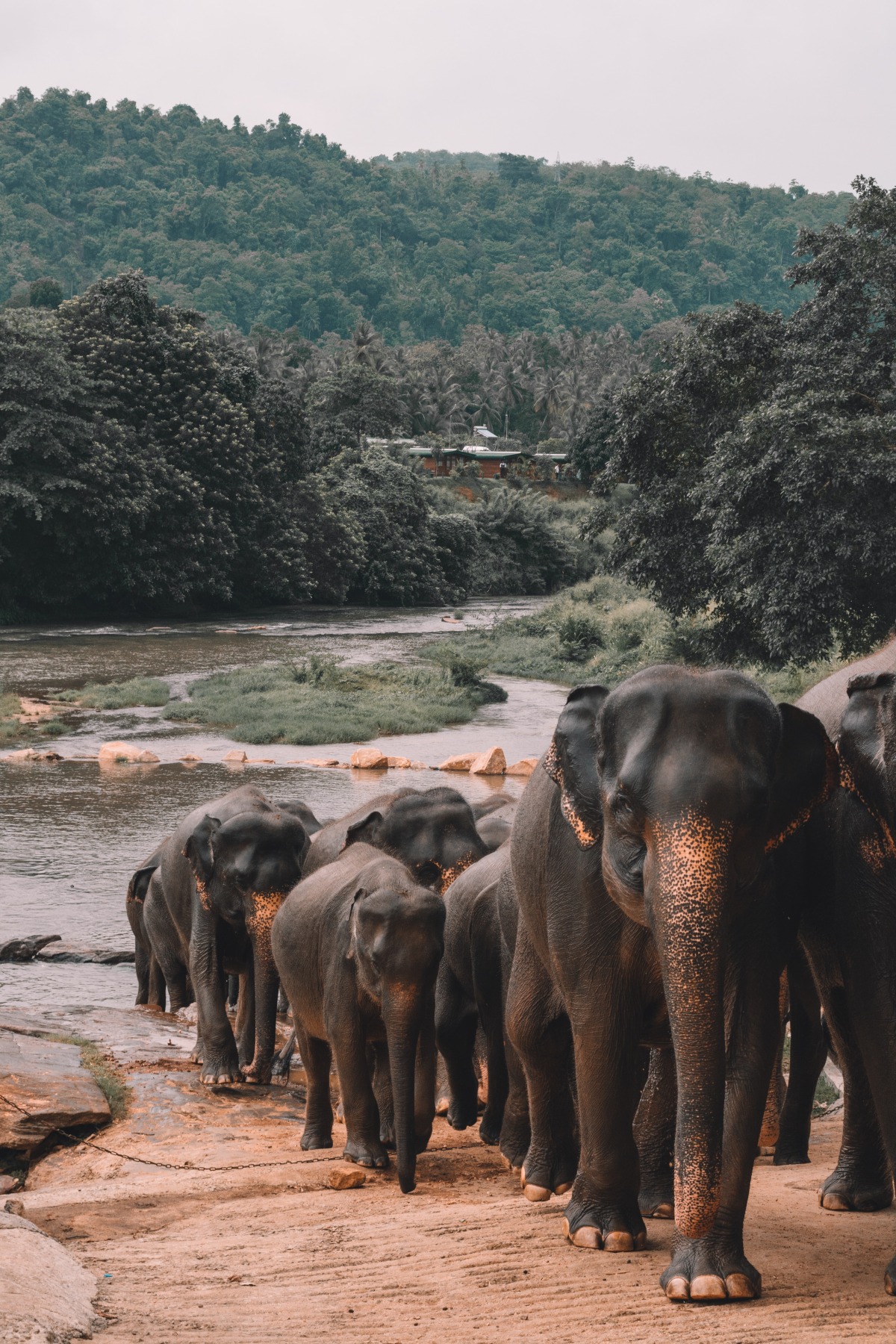 Elefantes en Sri Lanka