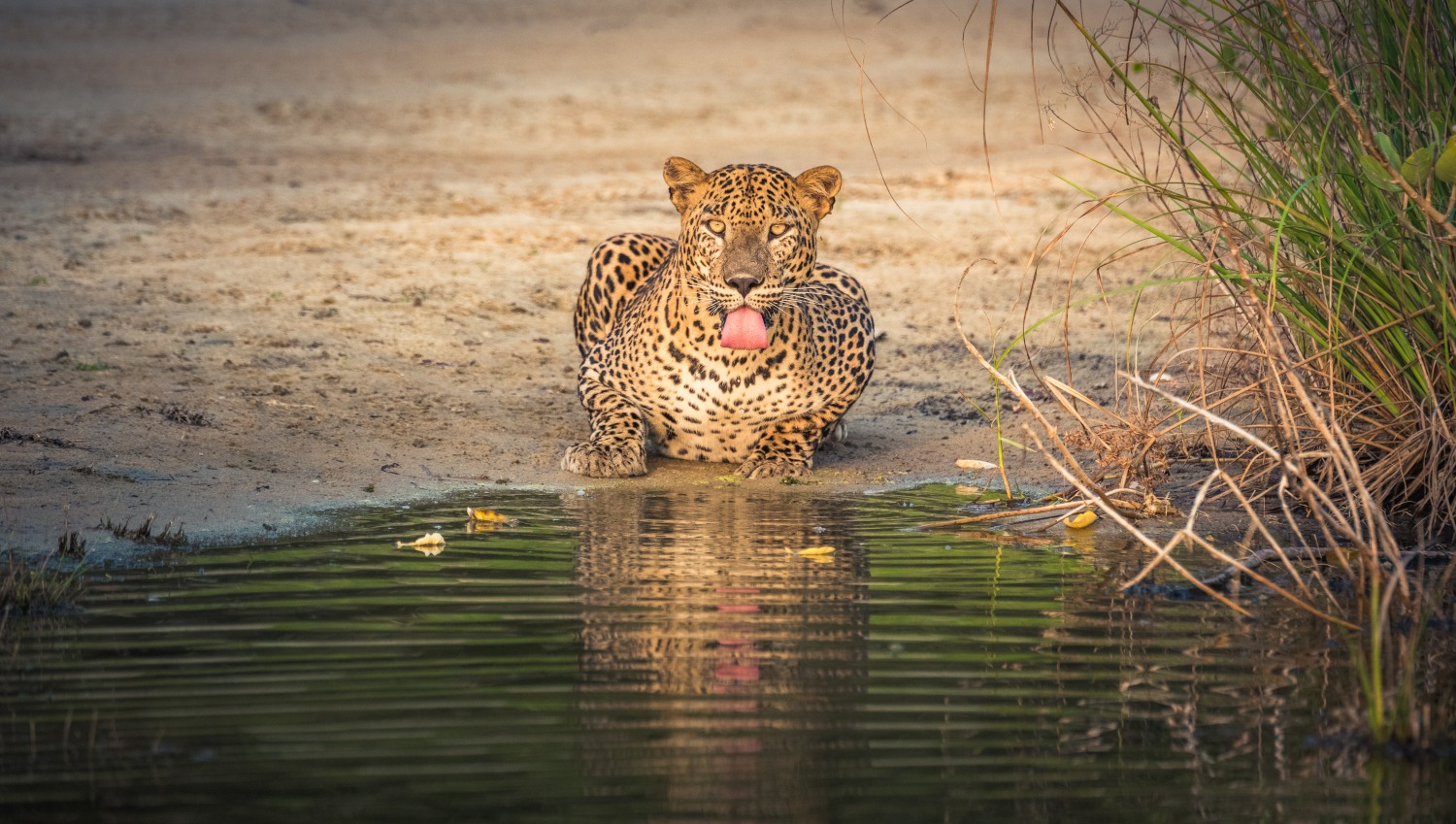 Wilpattu National Park, Sri Lanka