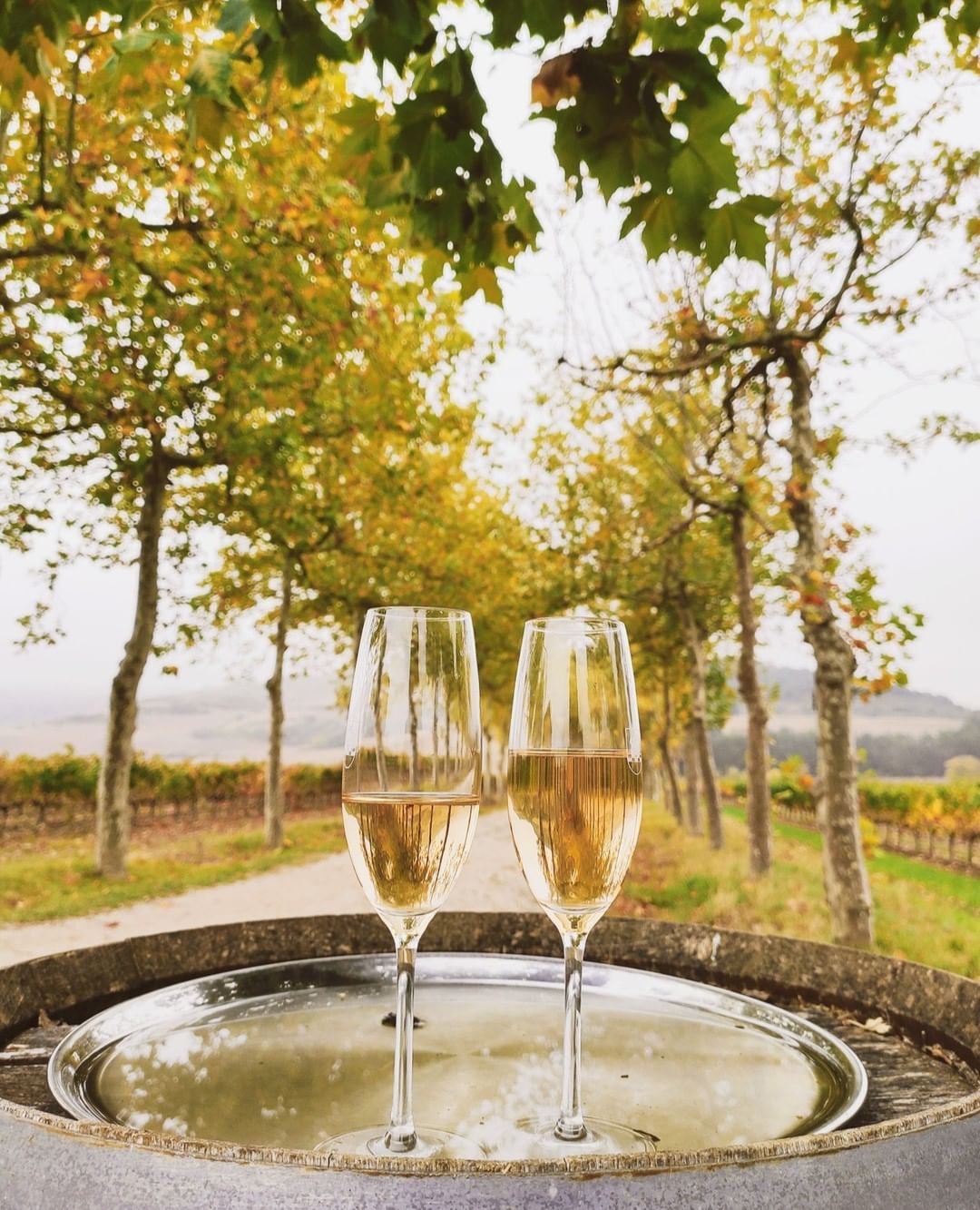 Dos copas en mitad del vi&ntilde;edo / Foto: @bodegaotazu