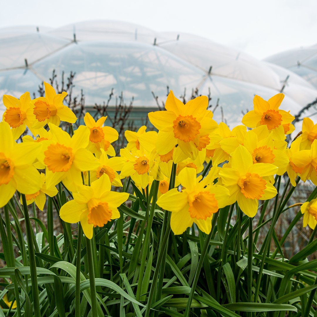 Eden Project