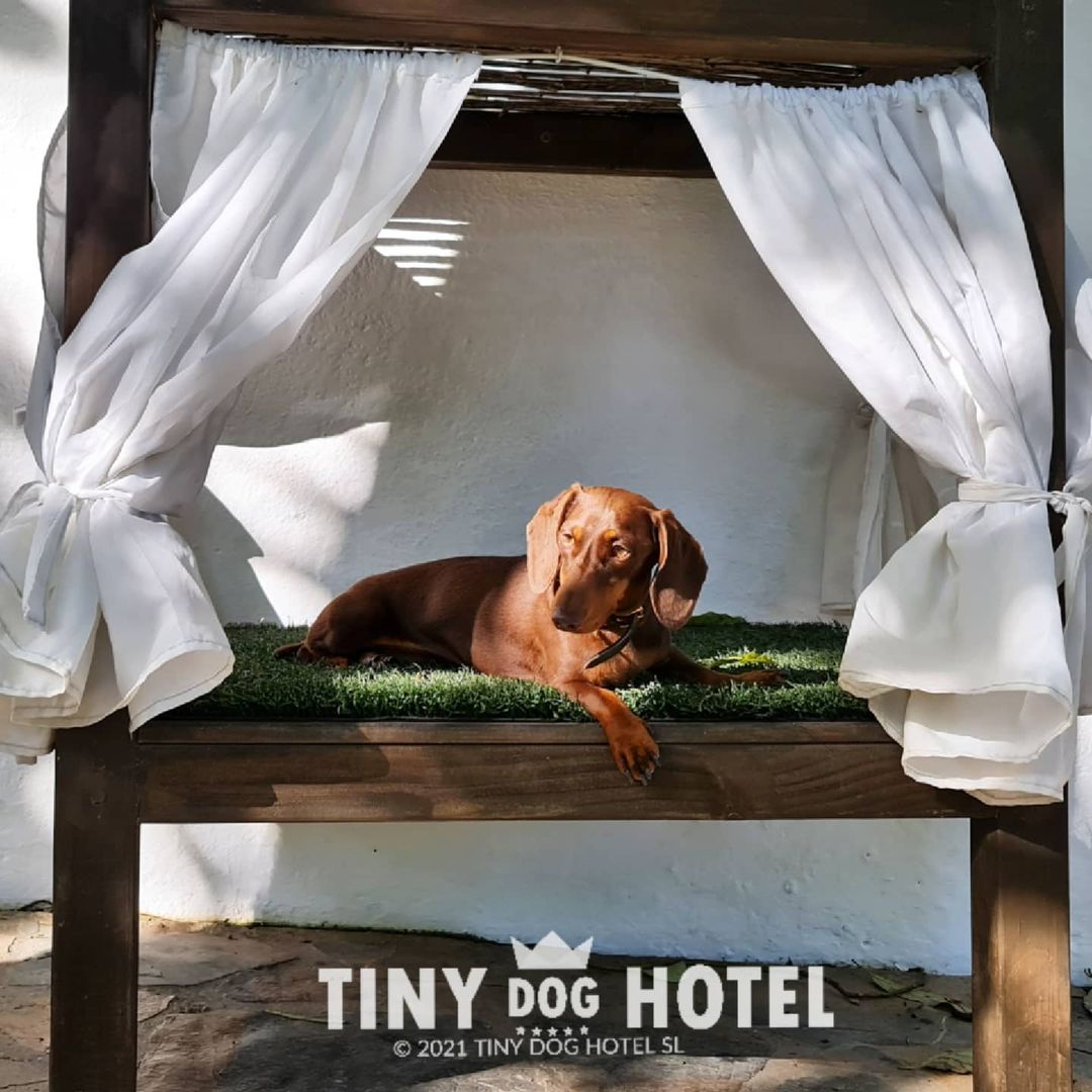 Residencias para perros