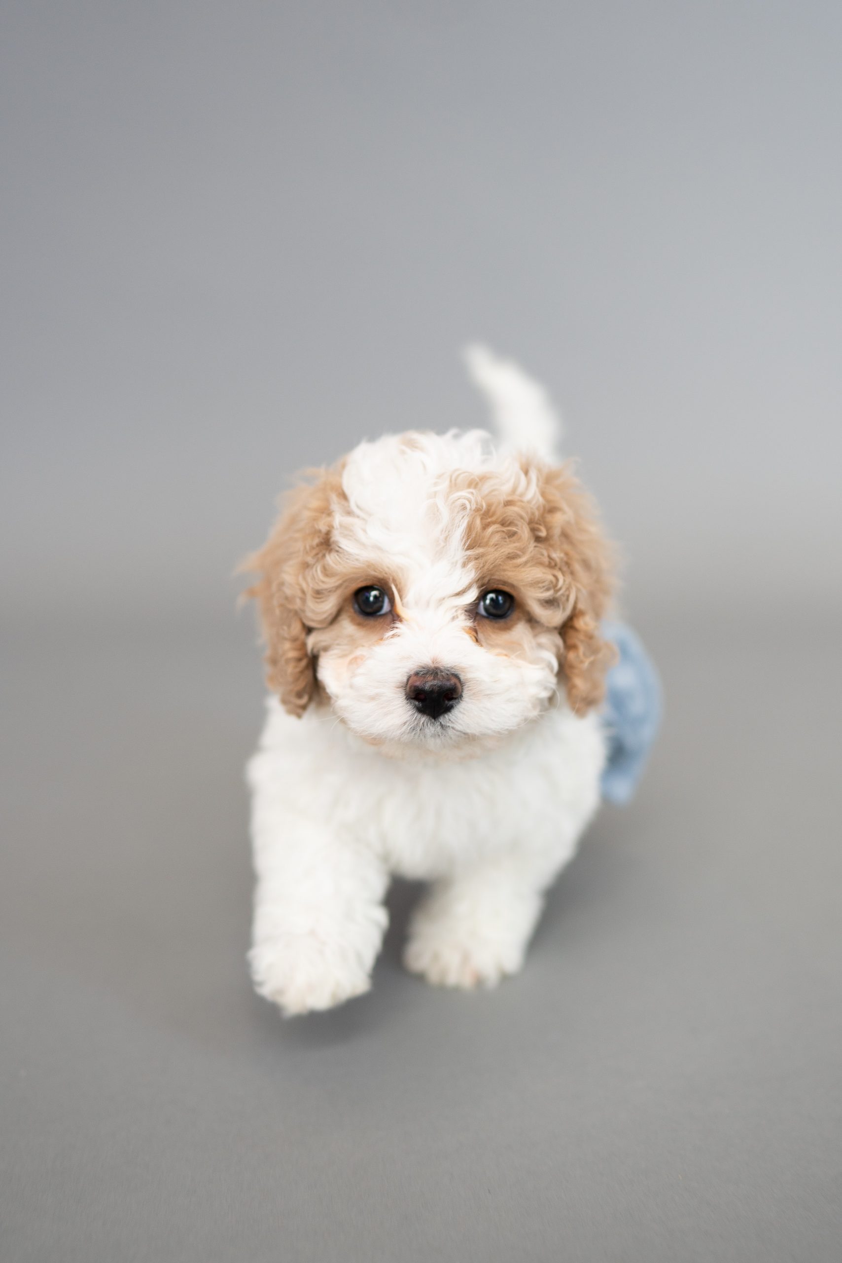 Caniche toy bicolor