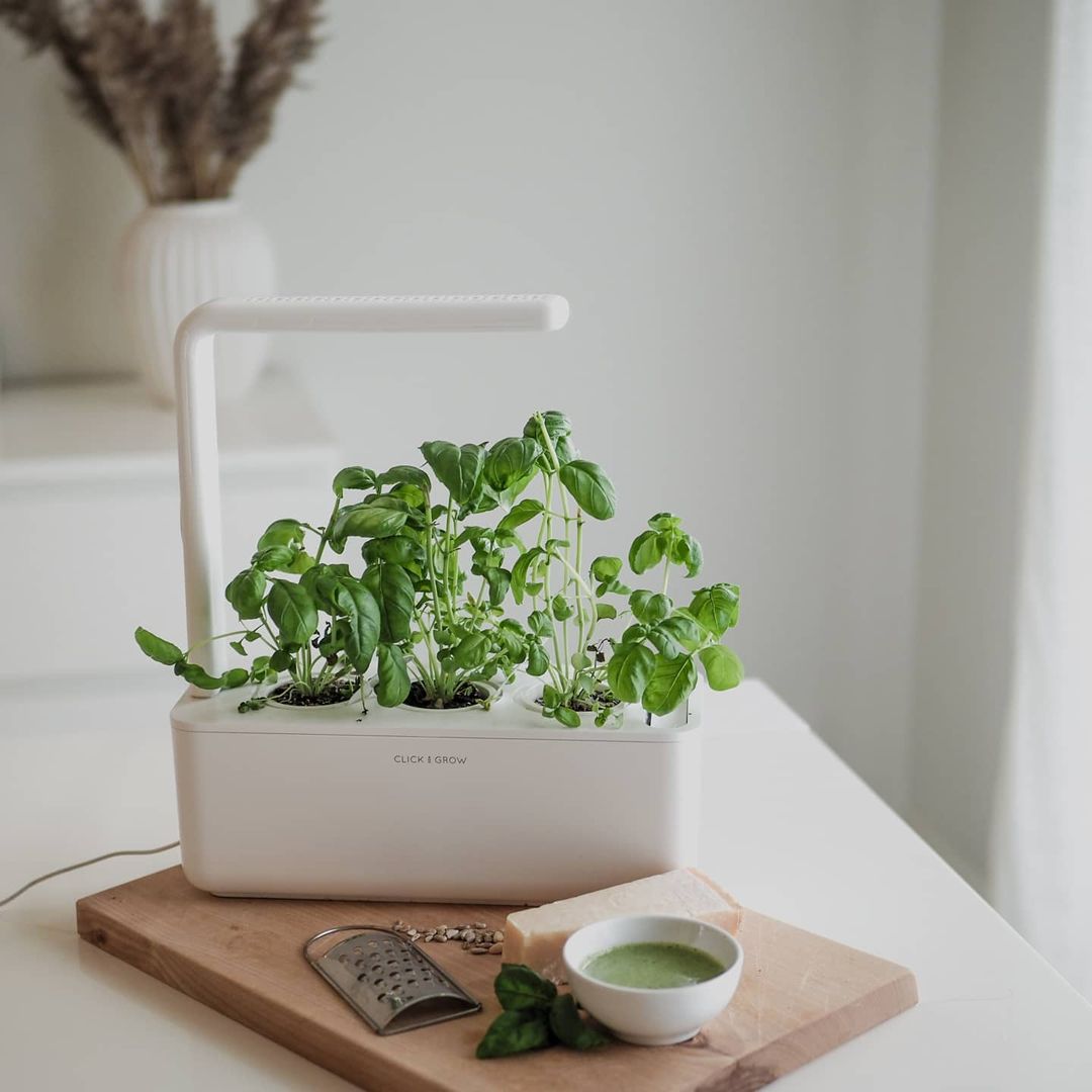 Plantas