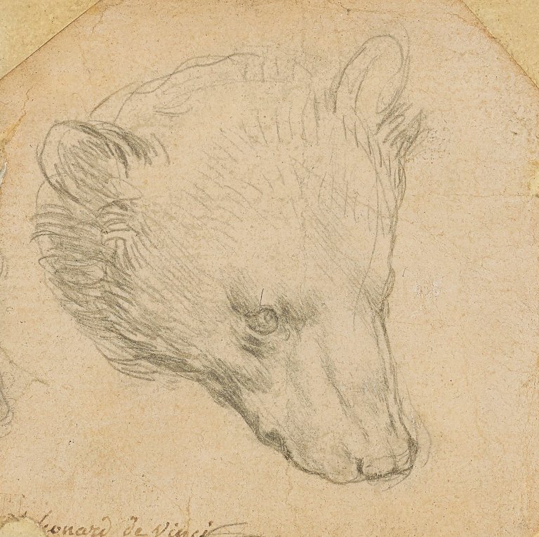 Cabeza de Oso