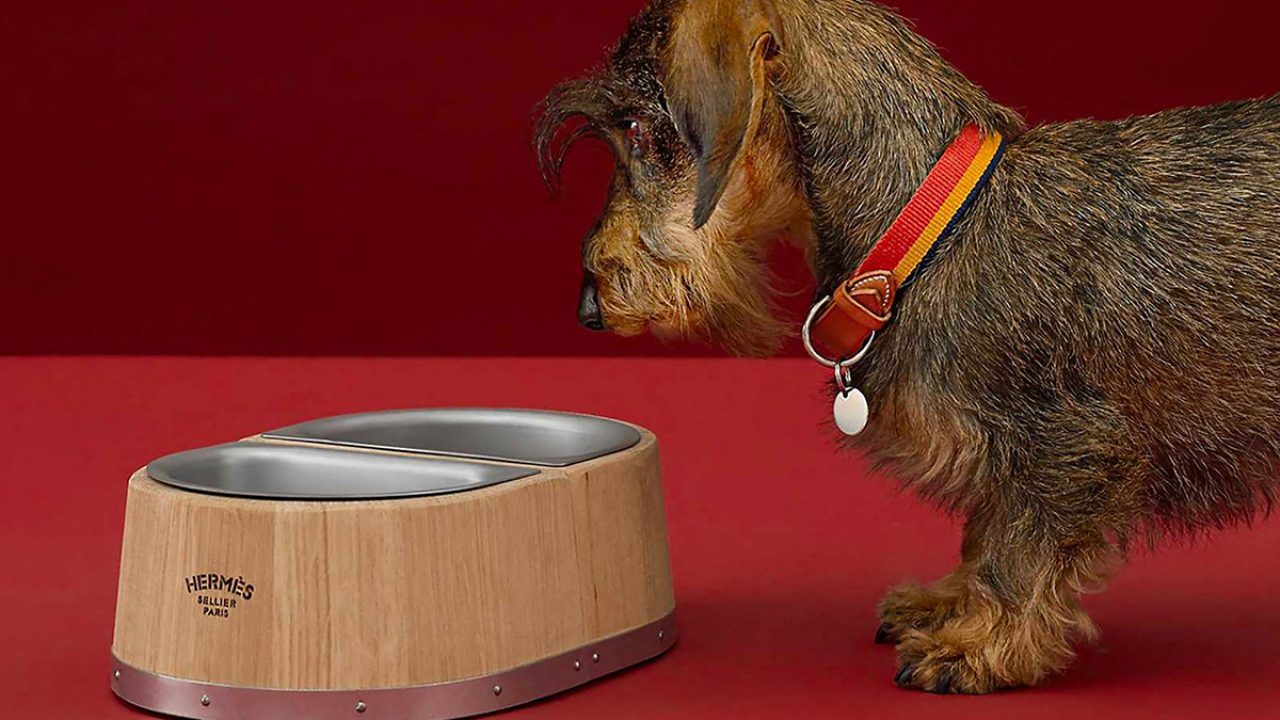 Colecci&oacute;n para perros
