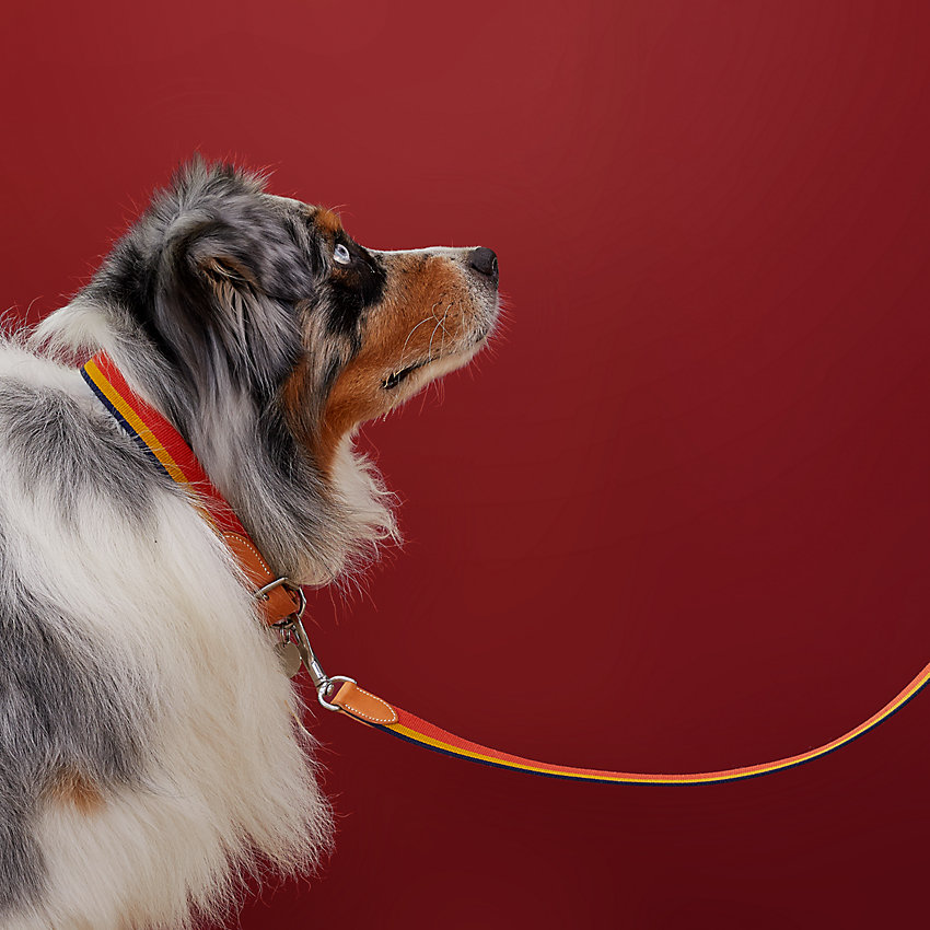 Colecci&oacute;n para perros