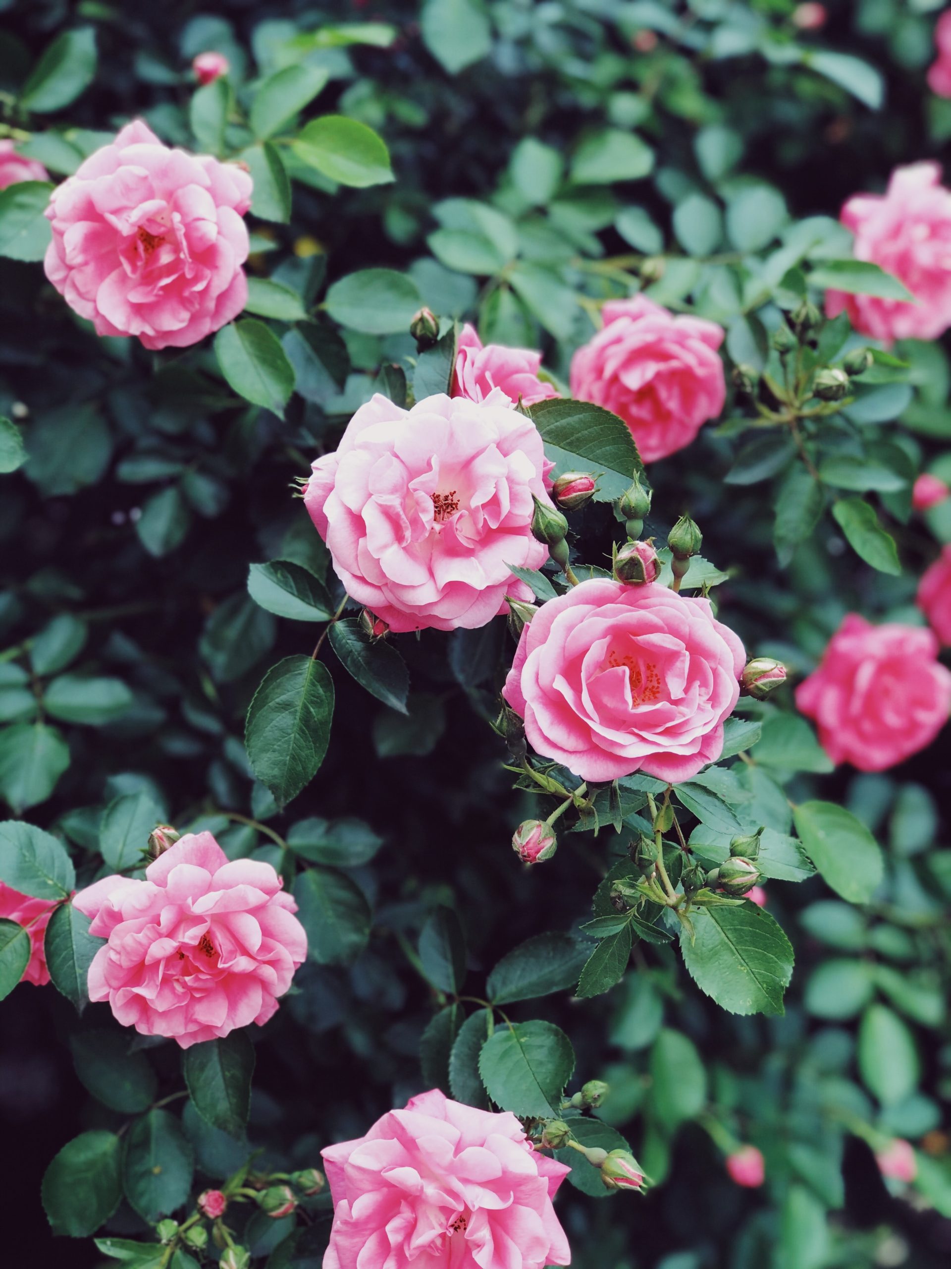 Rosas Silvestres