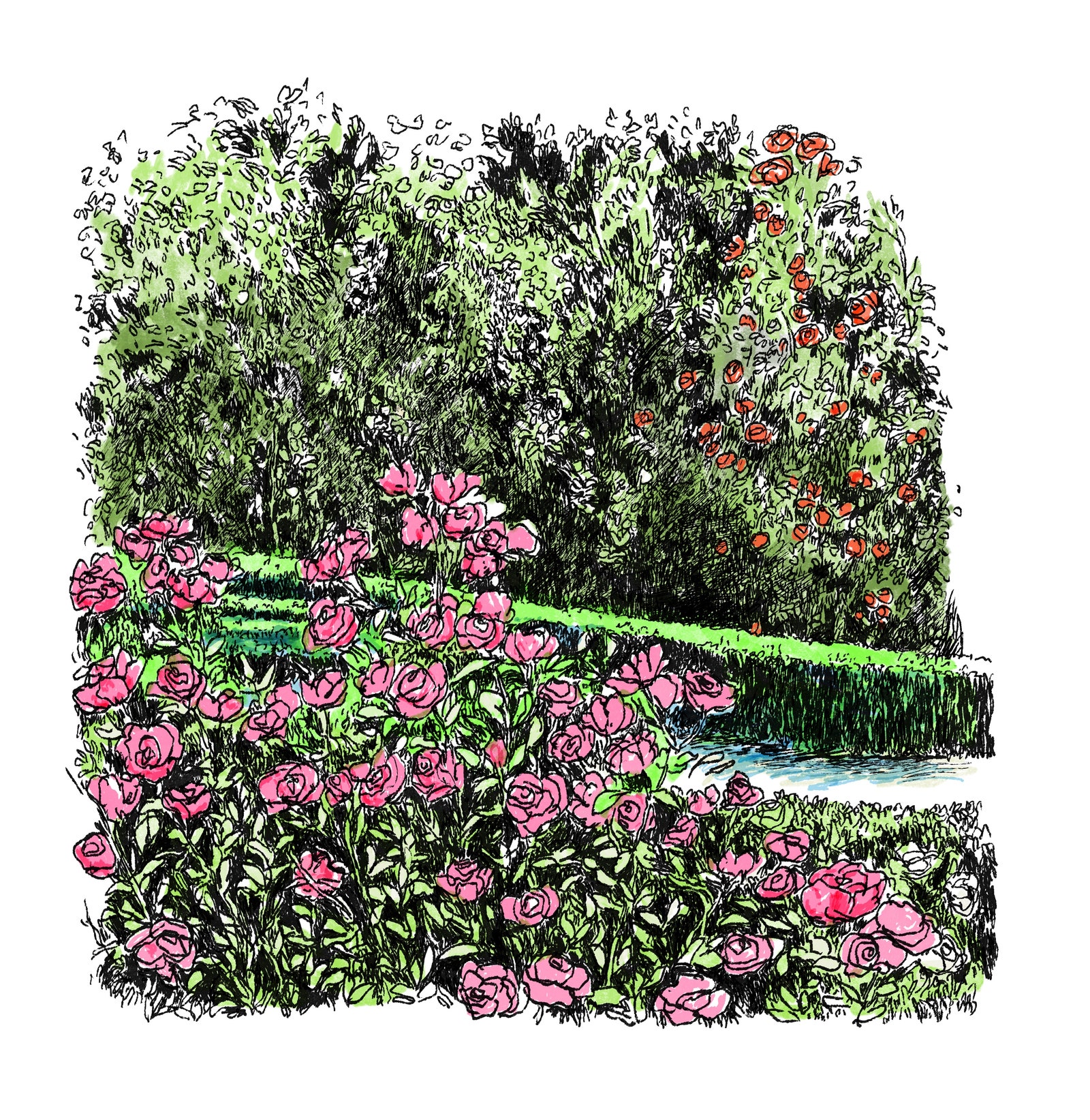 Dibujo de la Rosaleda del Real Jard&iacute;n Bot&aacute;nico de Madrid