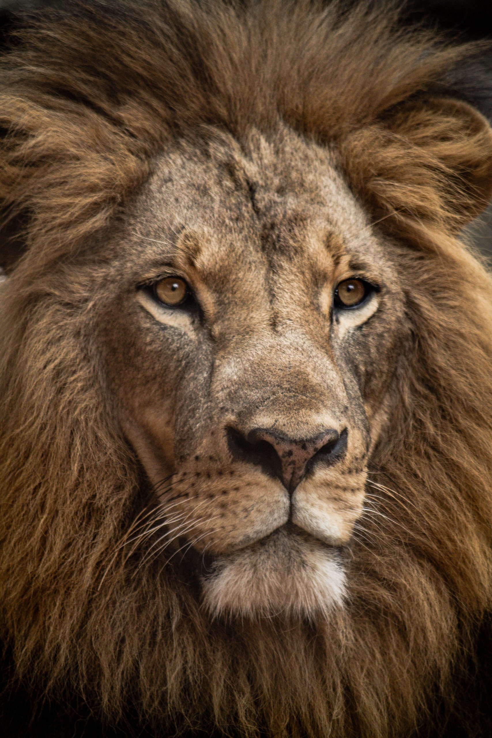 Le&oacute;n