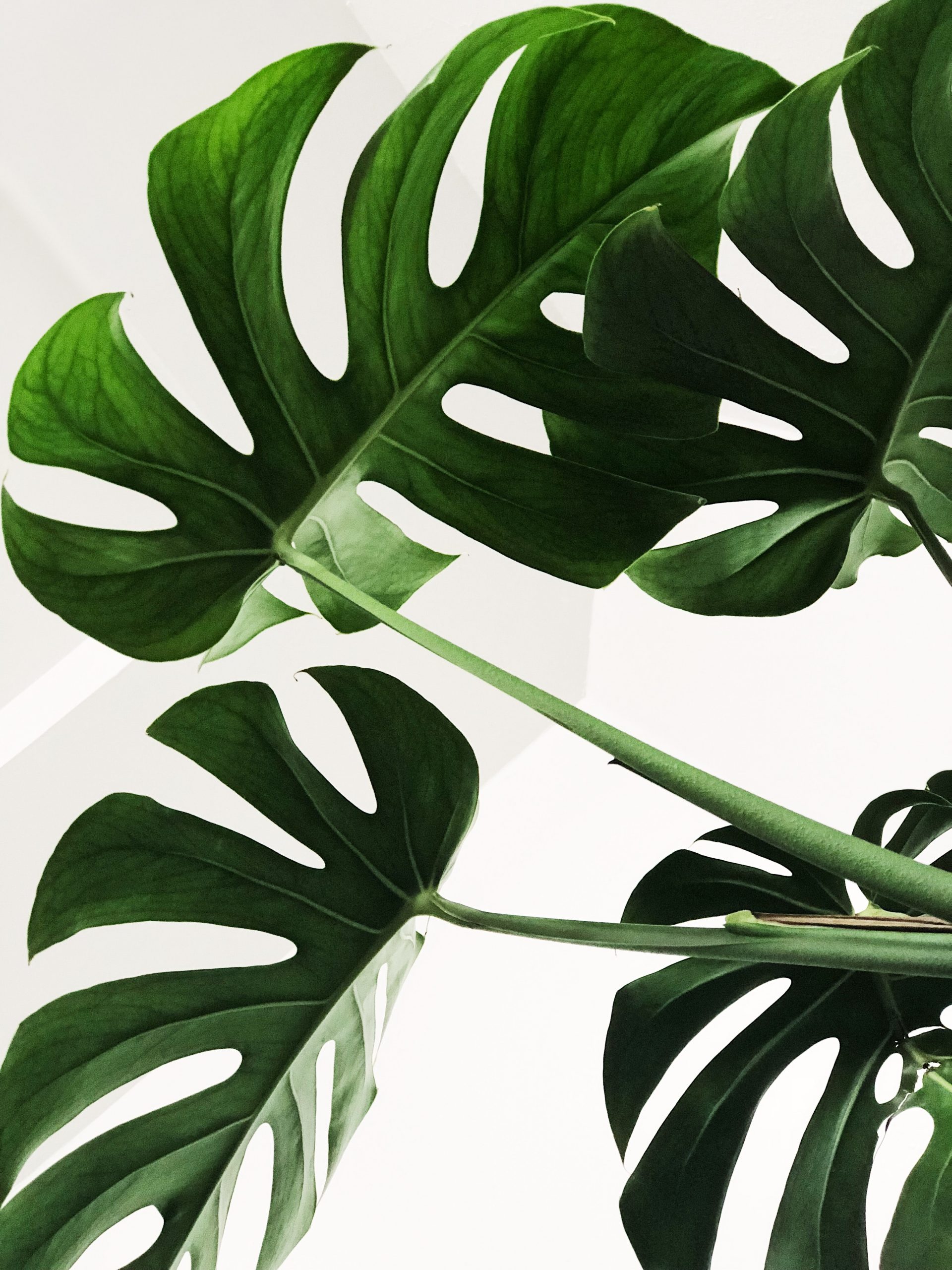 Monstera Deliciosa