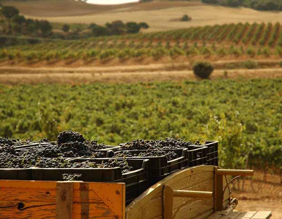 Vi&ntilde;edo