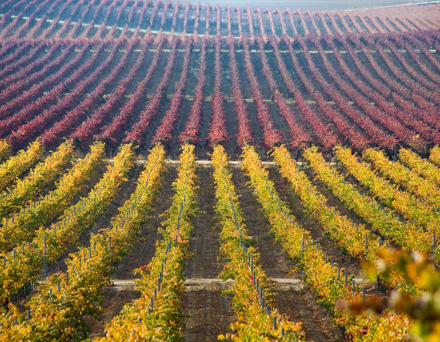  Bodegas Caser&iacute;o de Due&ntilde;as