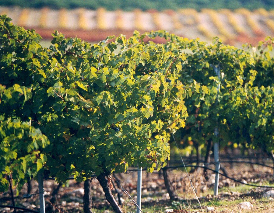  Vi&ntilde;edos