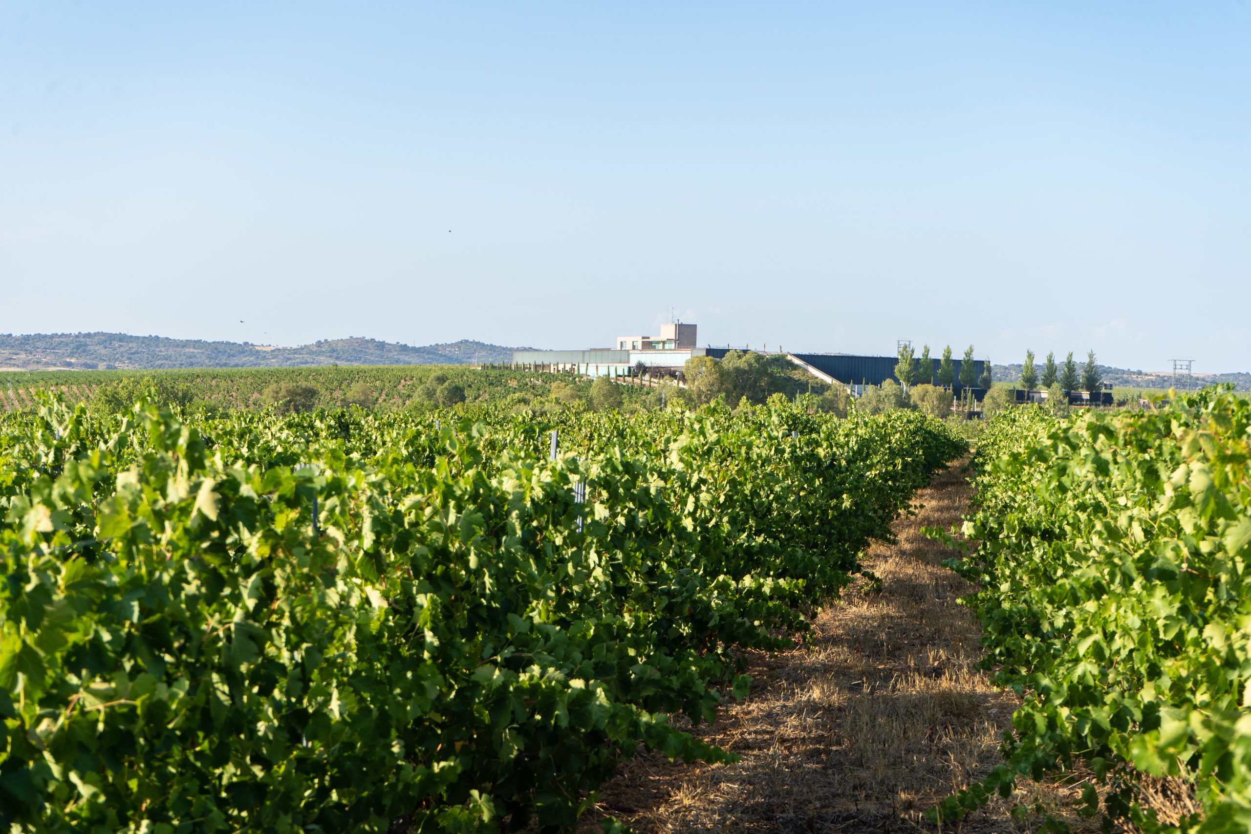 Viñedos y la bodega al fondo / Foto: Bodegas Habla