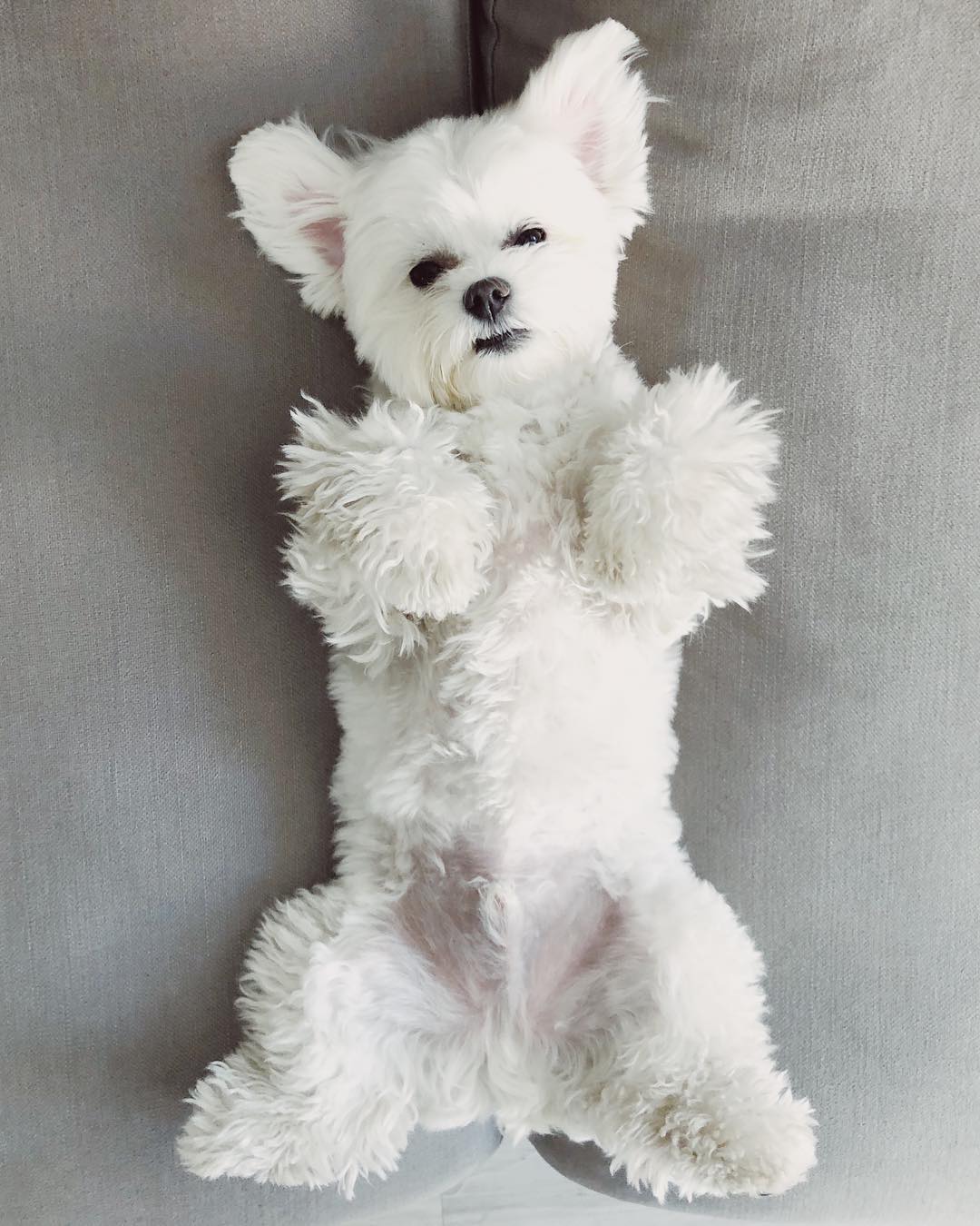 Milo