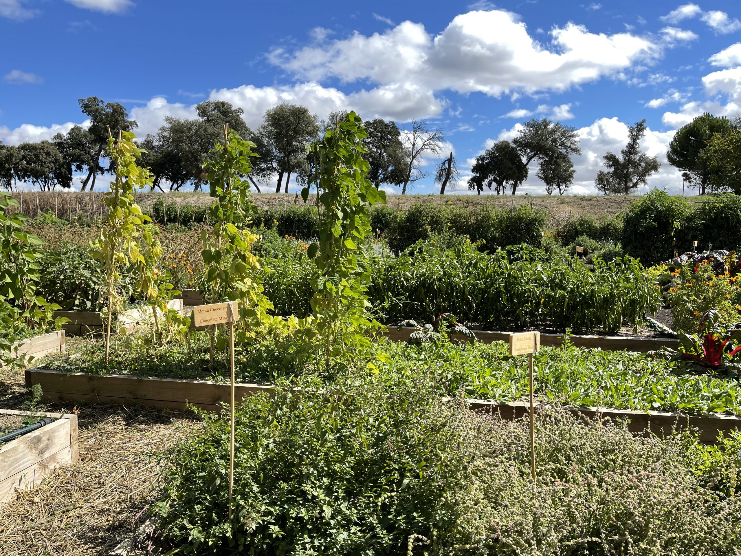 Huerto de Abad&iacute;a Retuerta LeDomaine