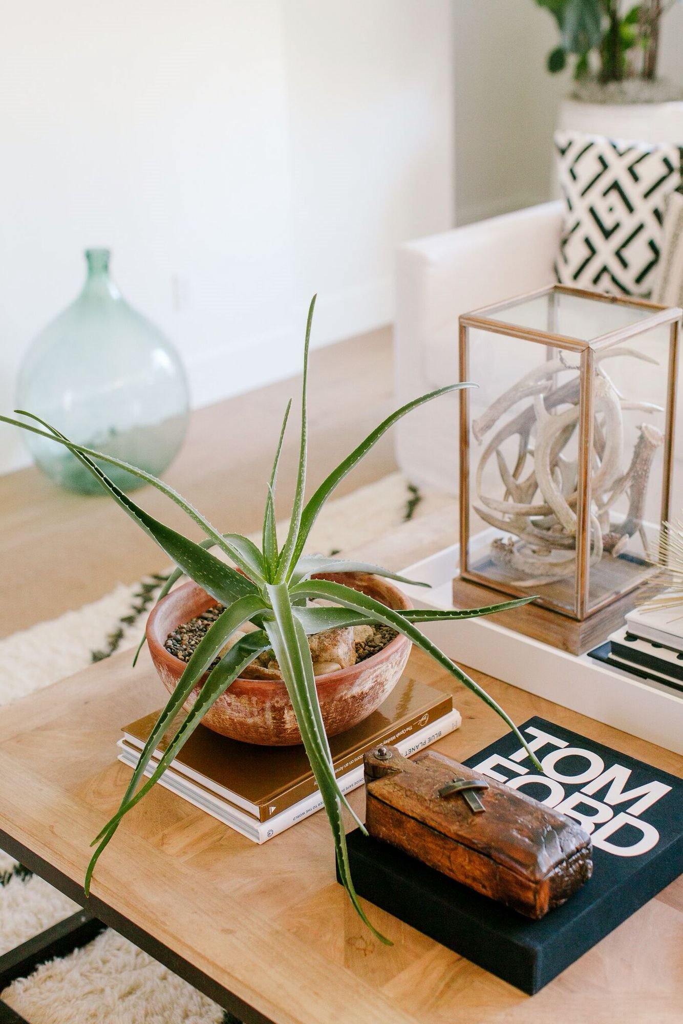 Aloe vera en un sal&oacute;n