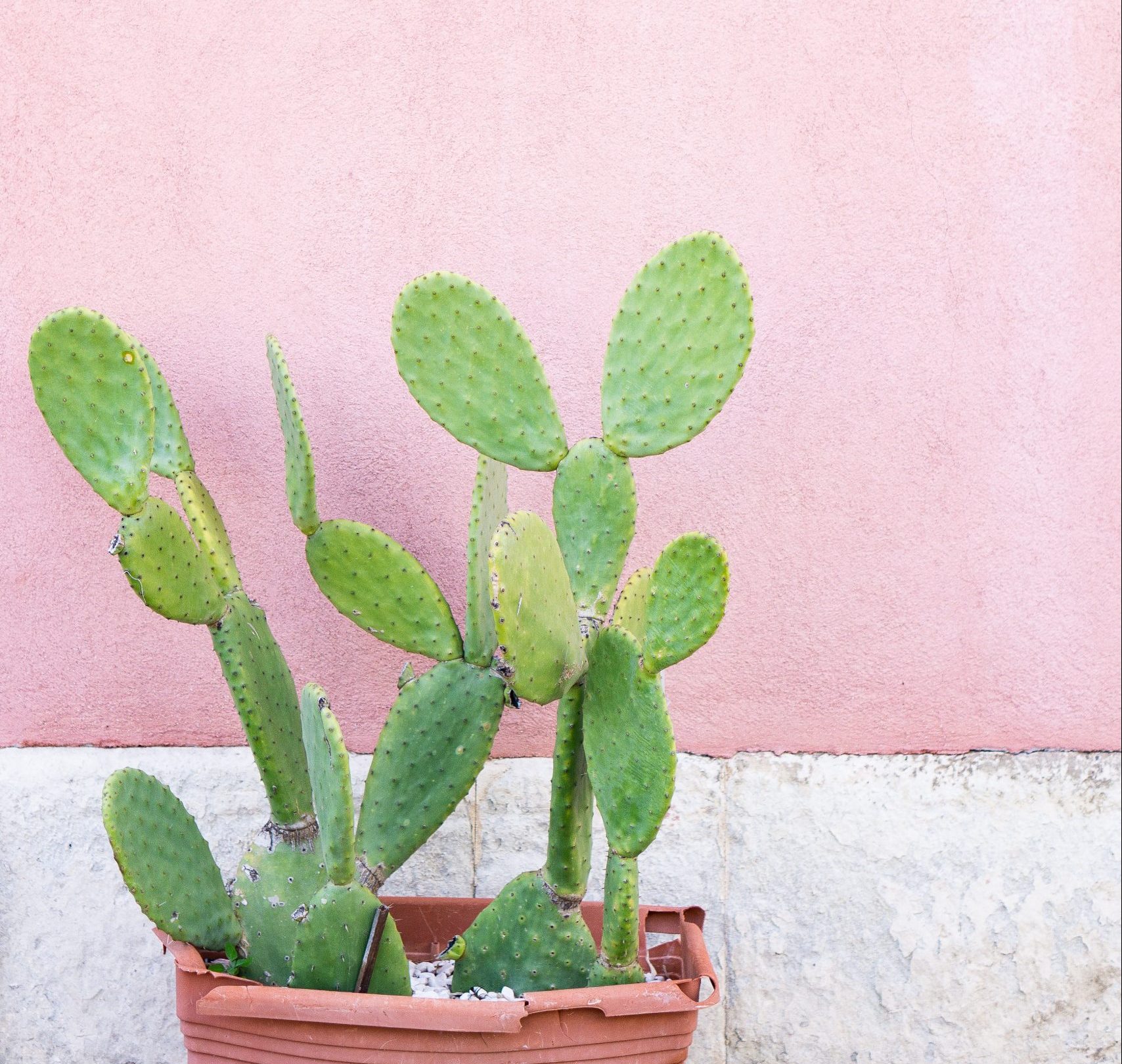 Cactus