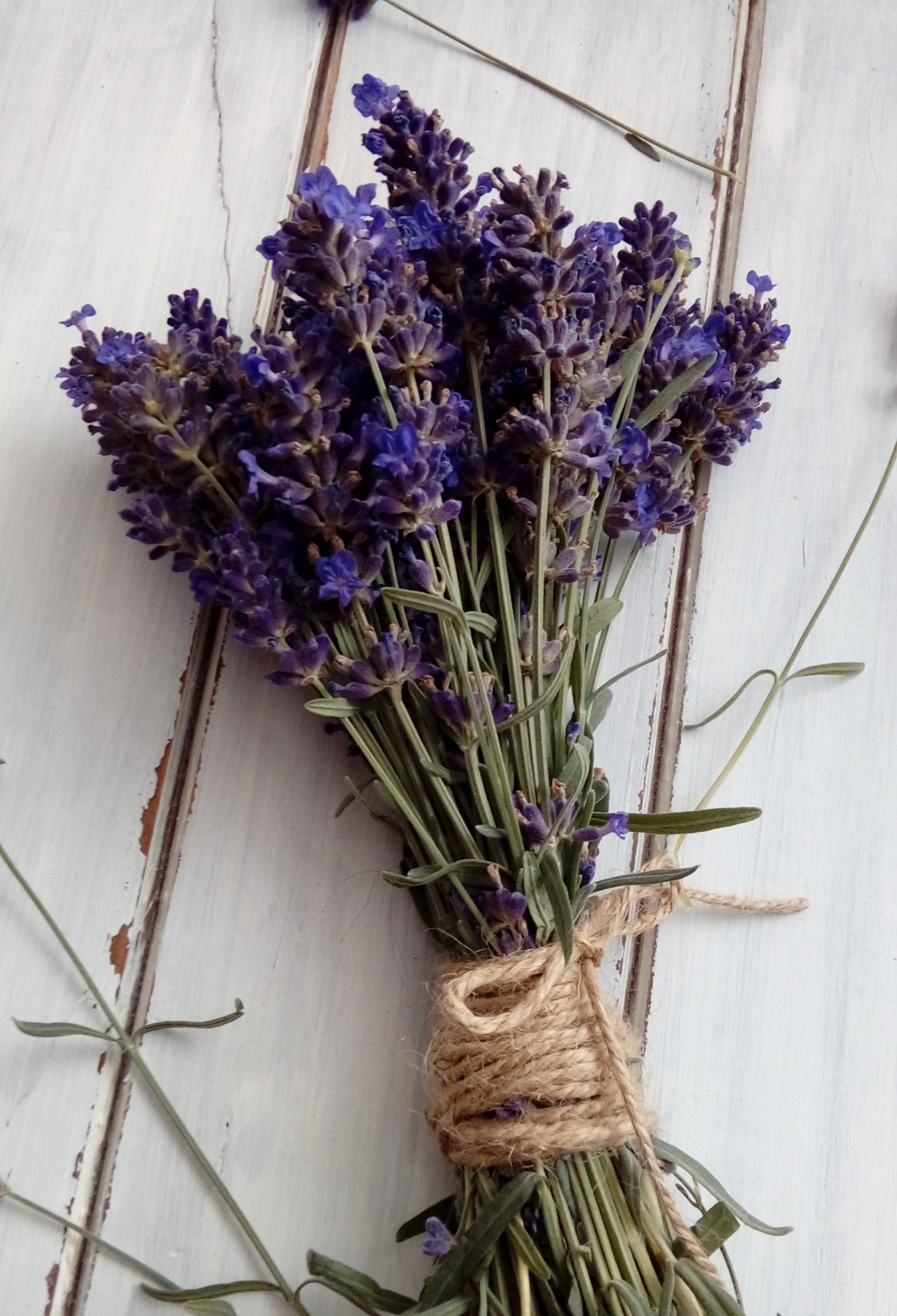 Lavanda