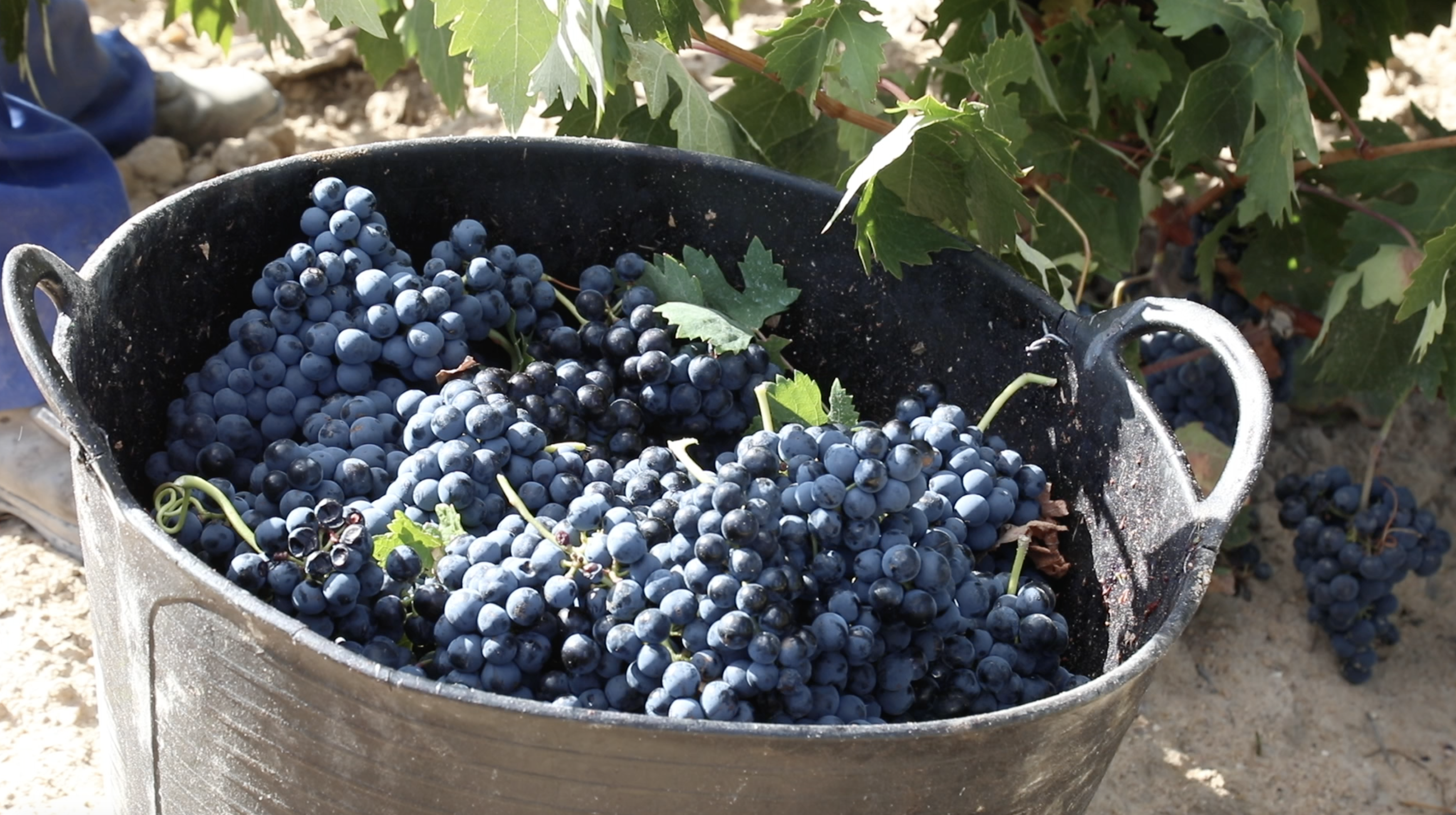 Vendimia vinos de Toro