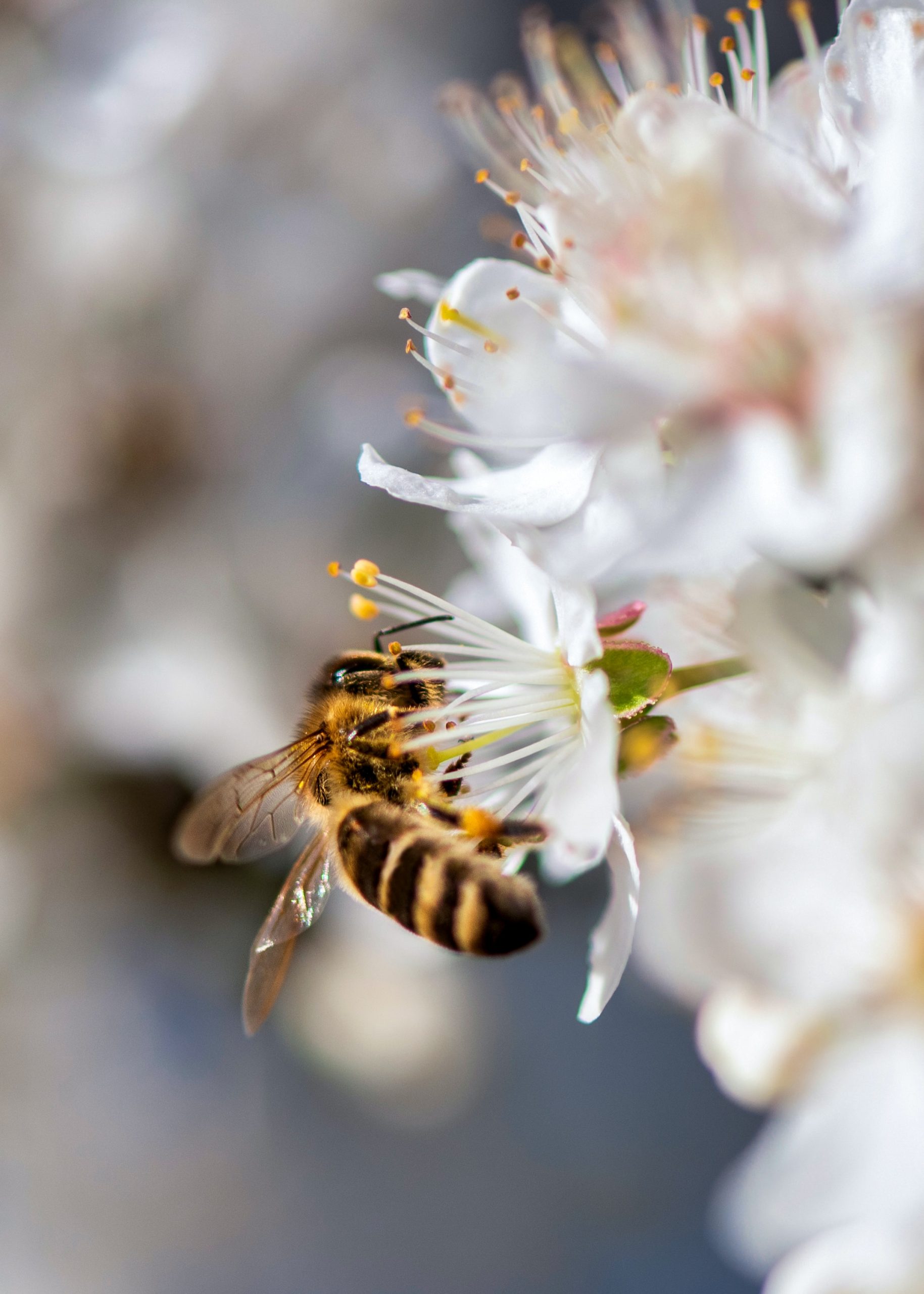 Abeja