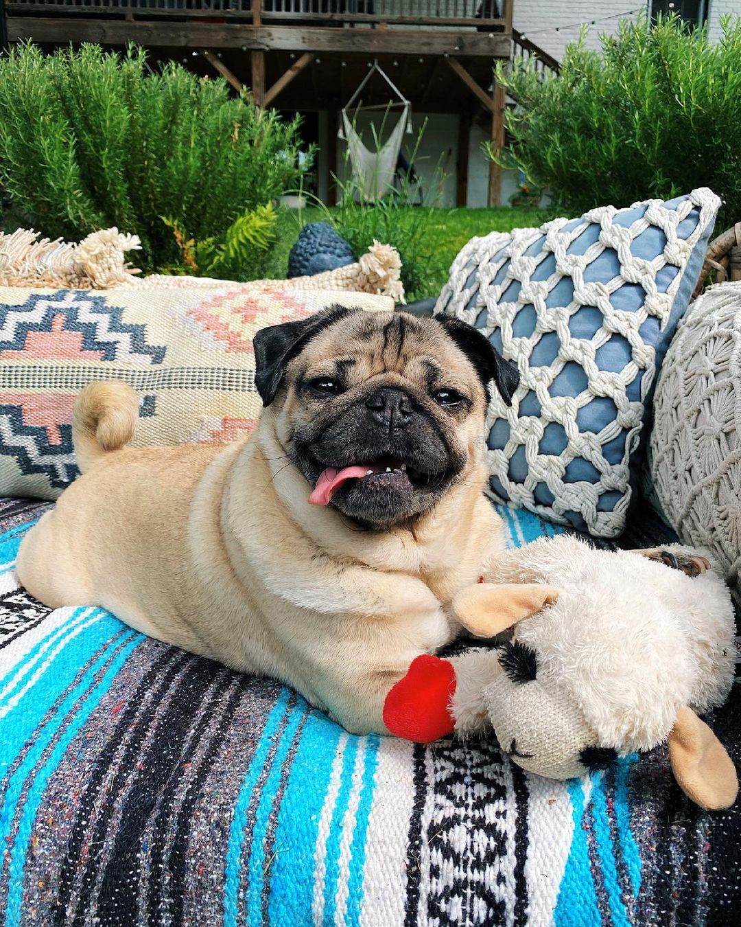 Doug The Pug