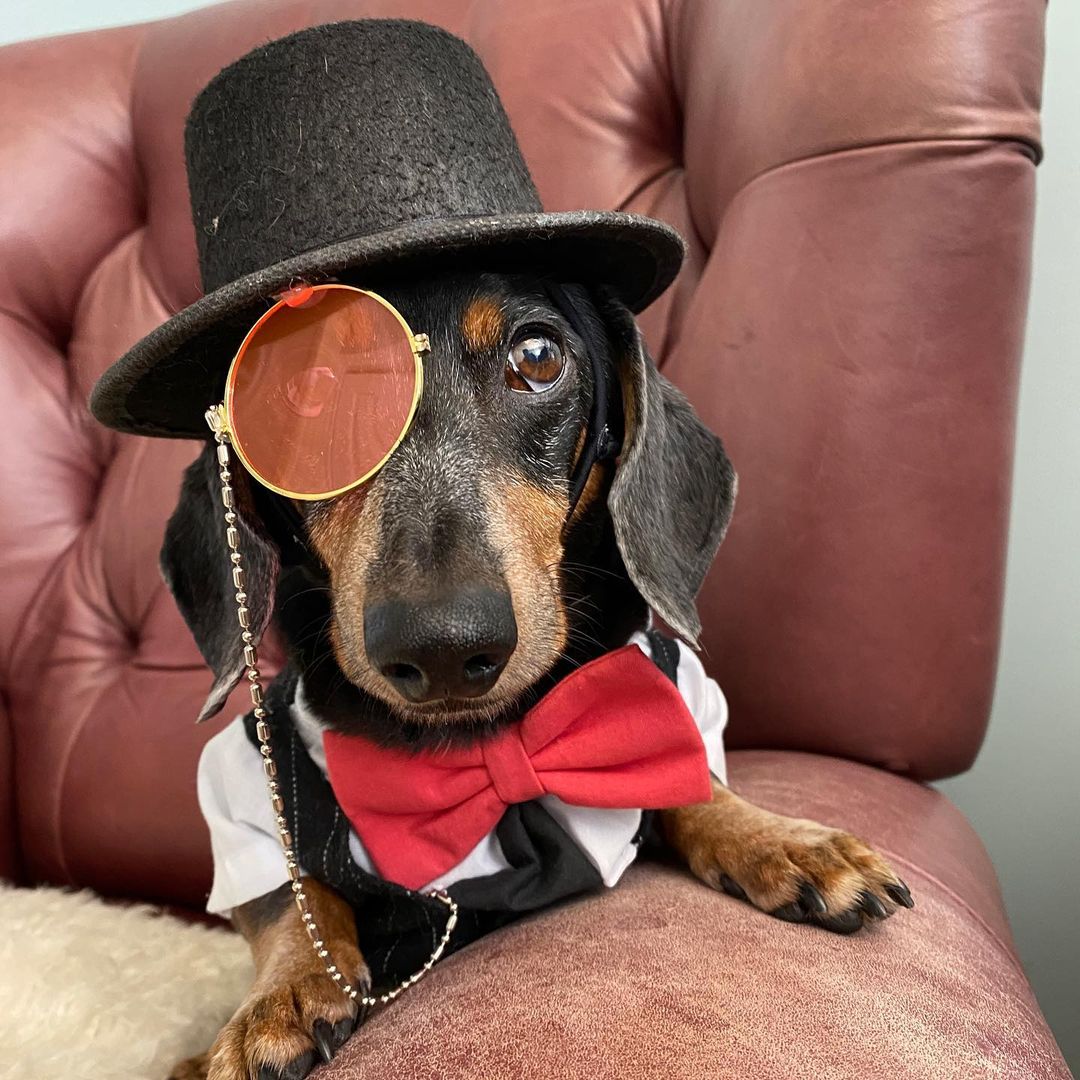 Crusoe the Dachshund