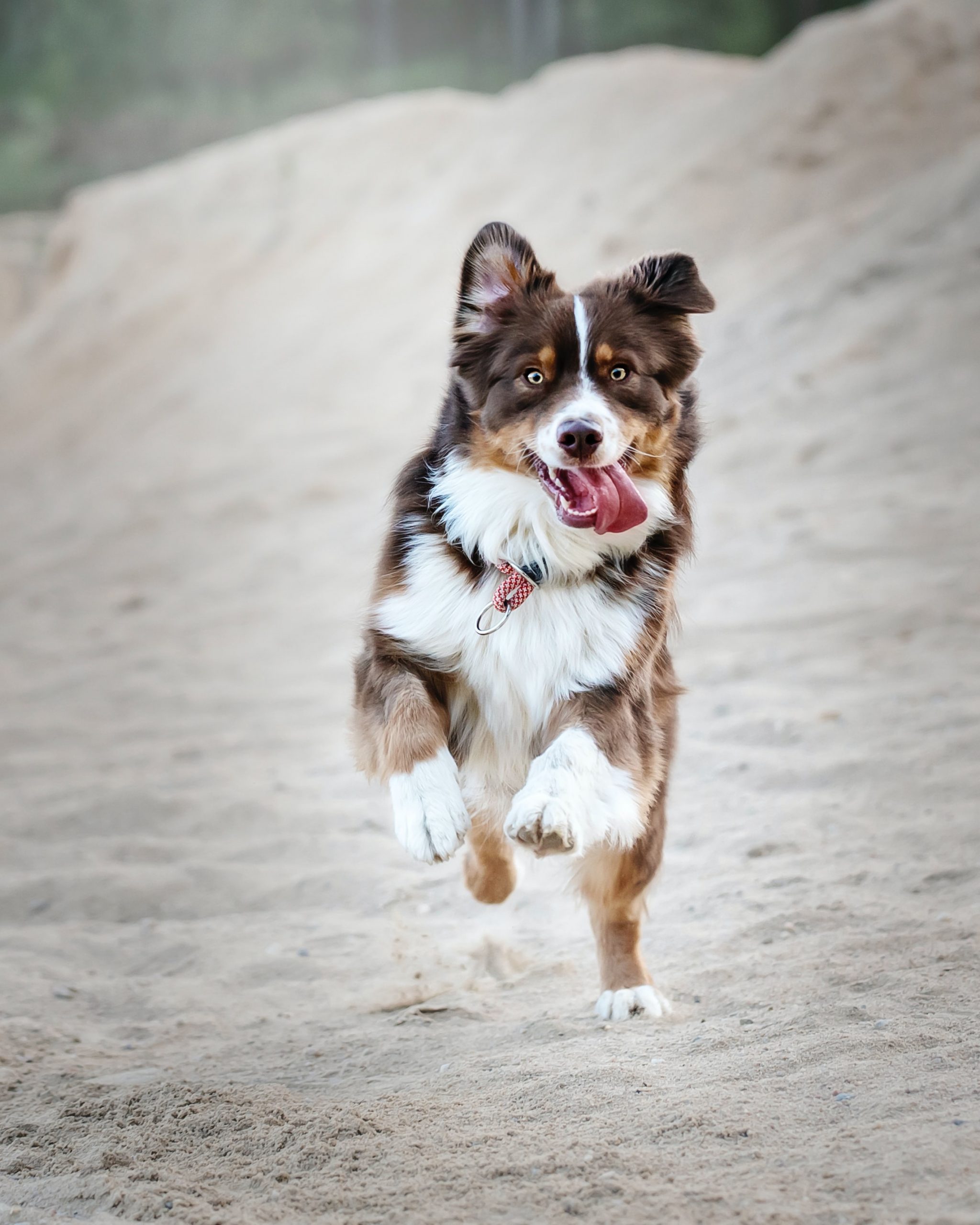 Collie