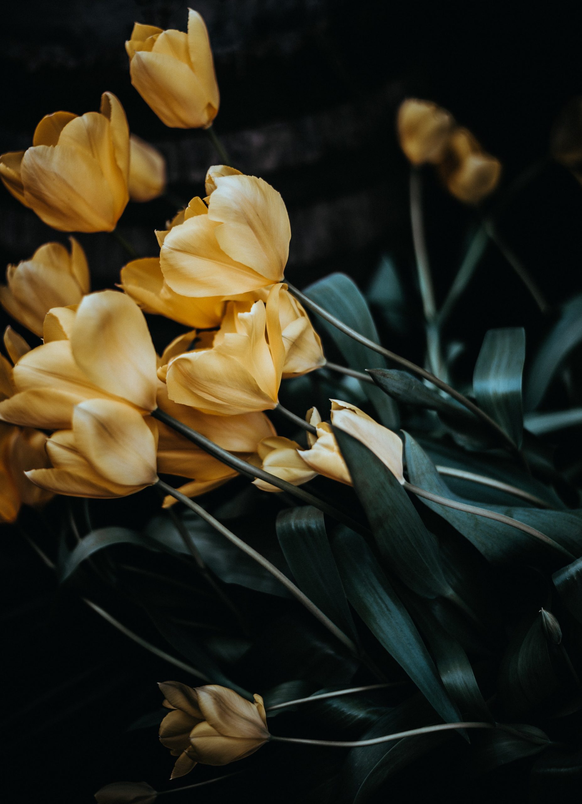 Flores