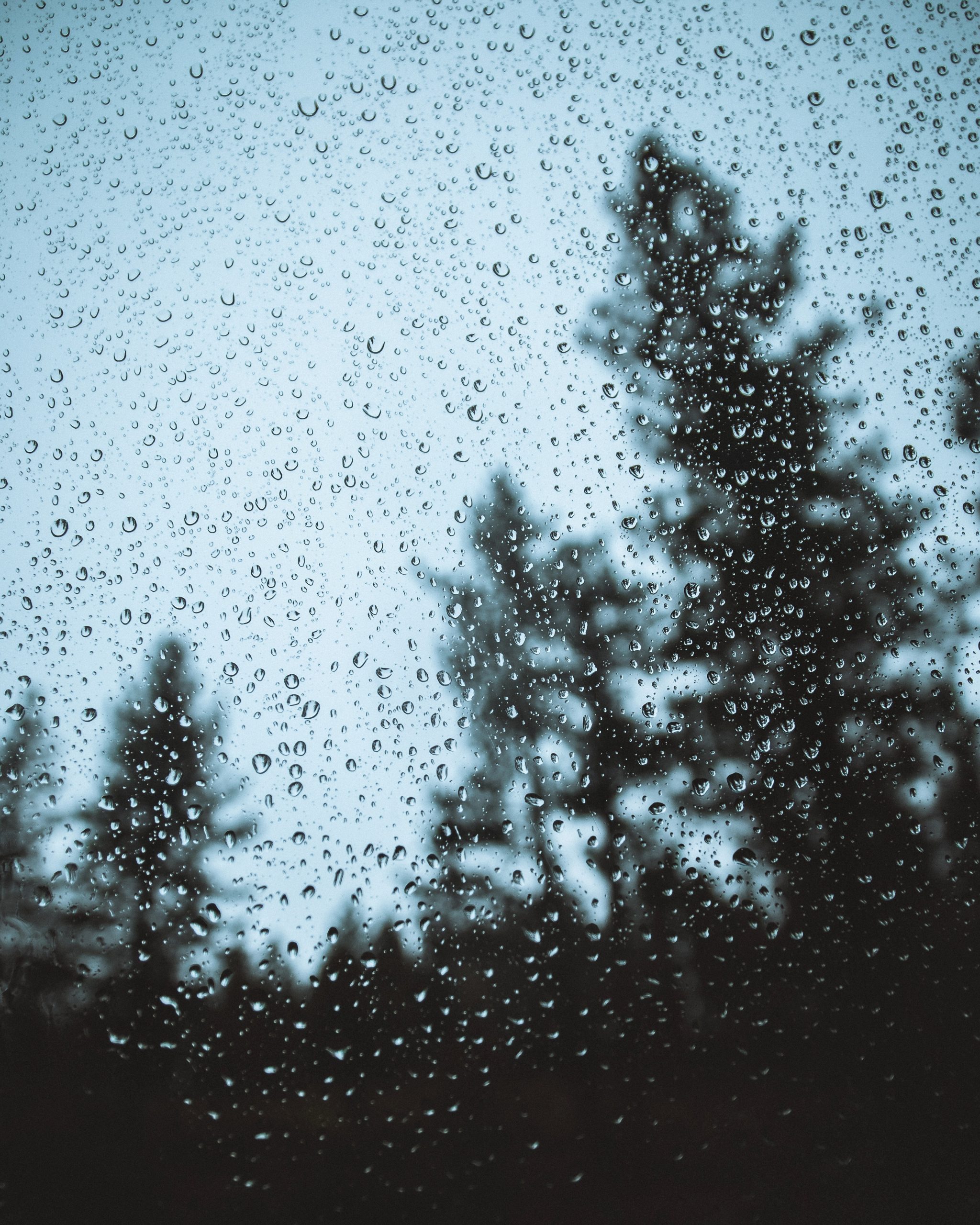 Lluvia en un bosque