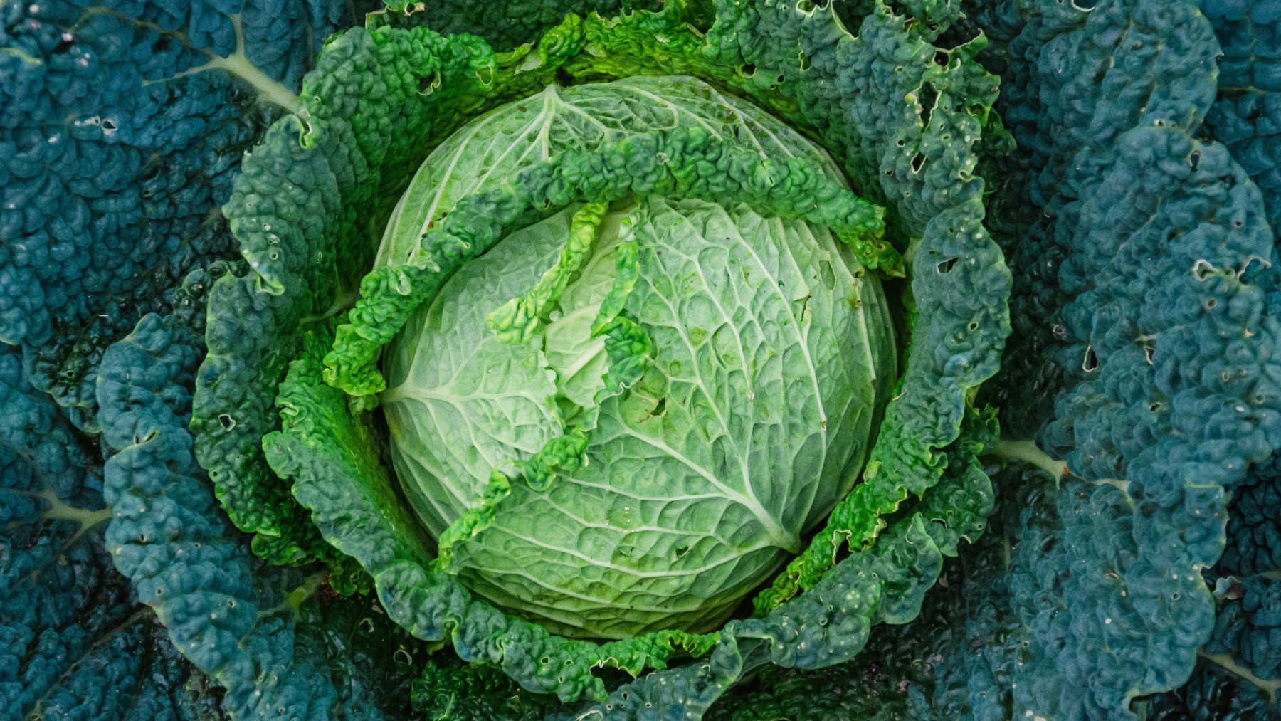 Kale