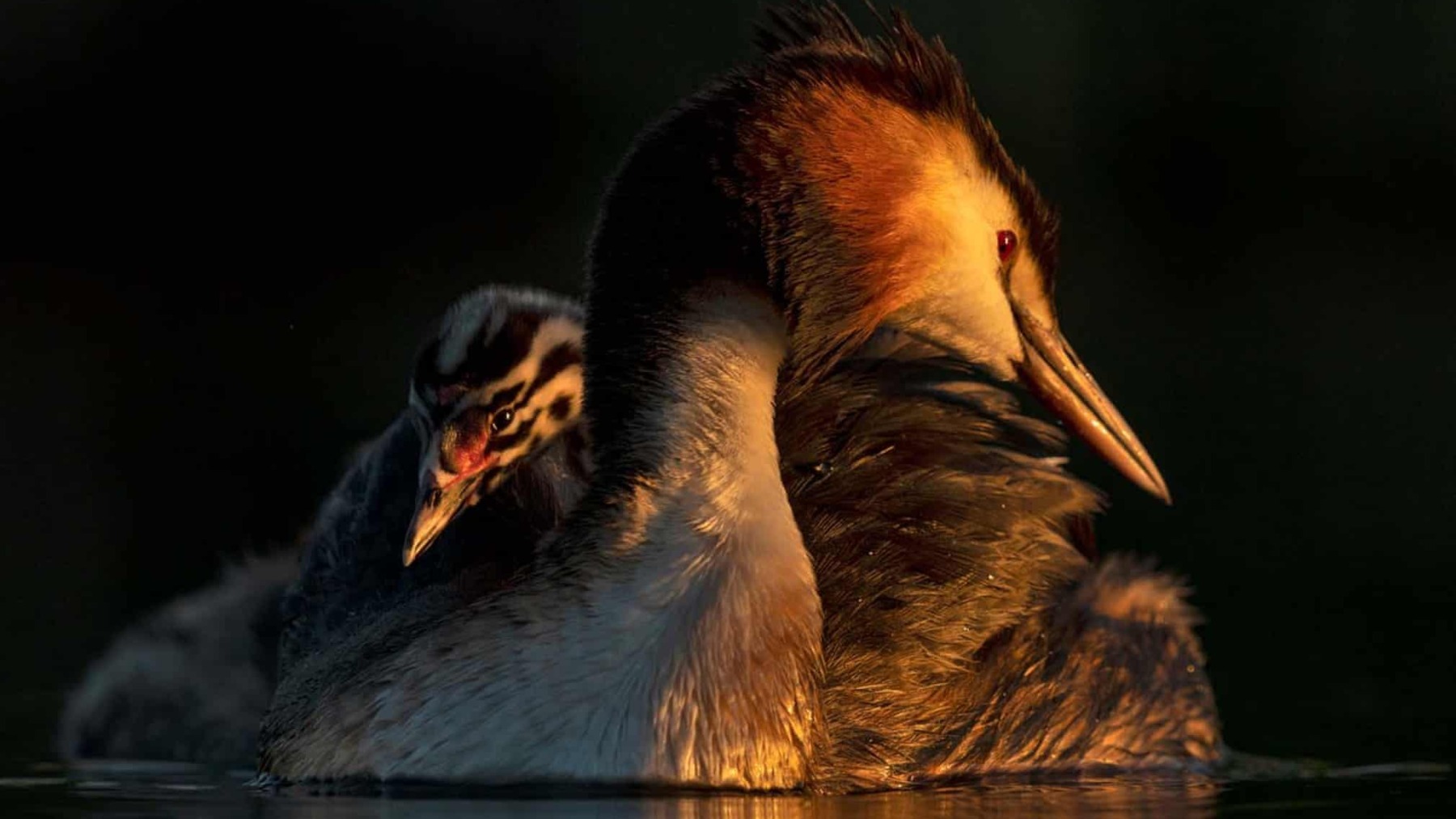 Subcampeón en la categoría 'Aves'