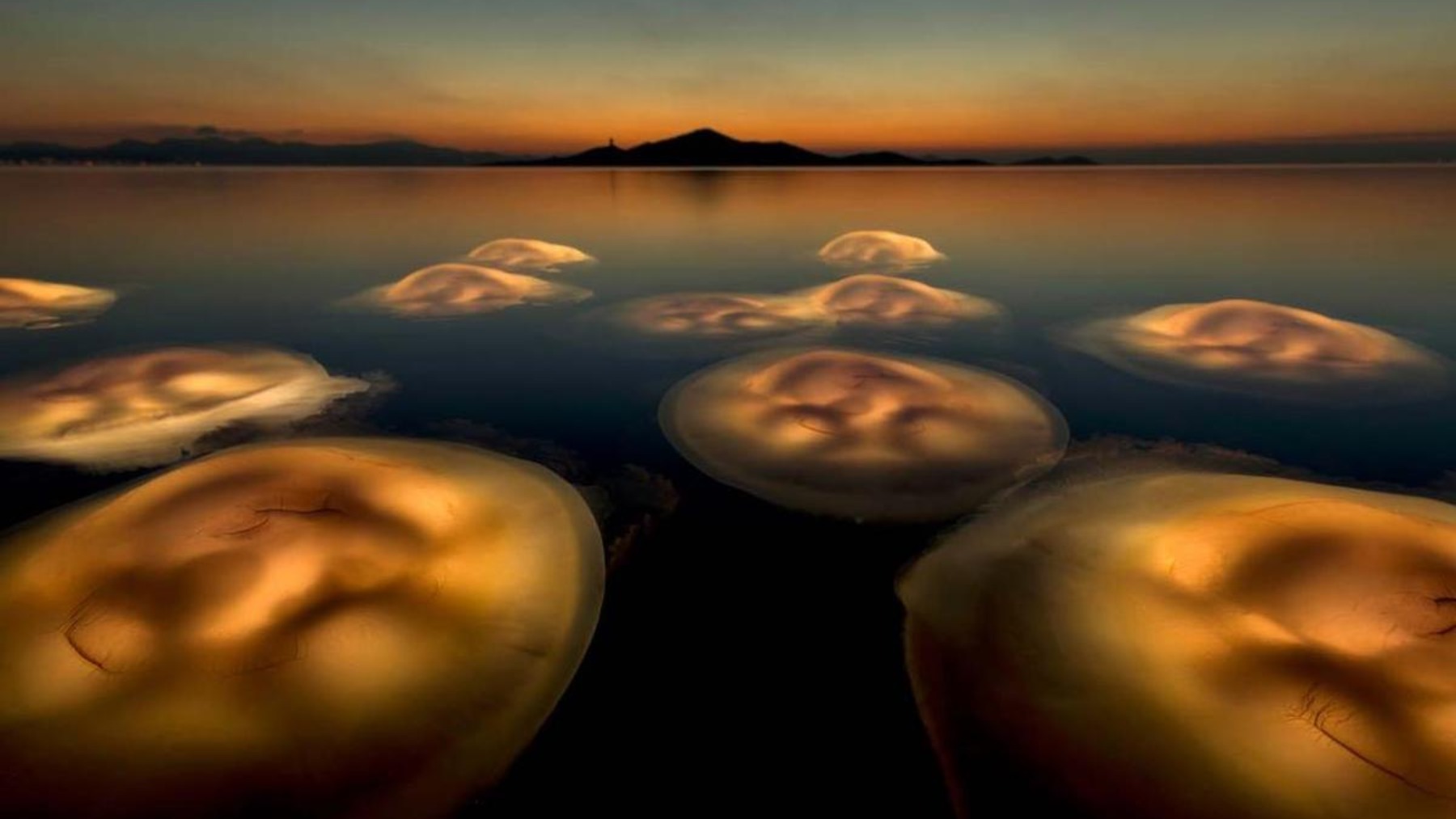 'El ballet de las medusas'
