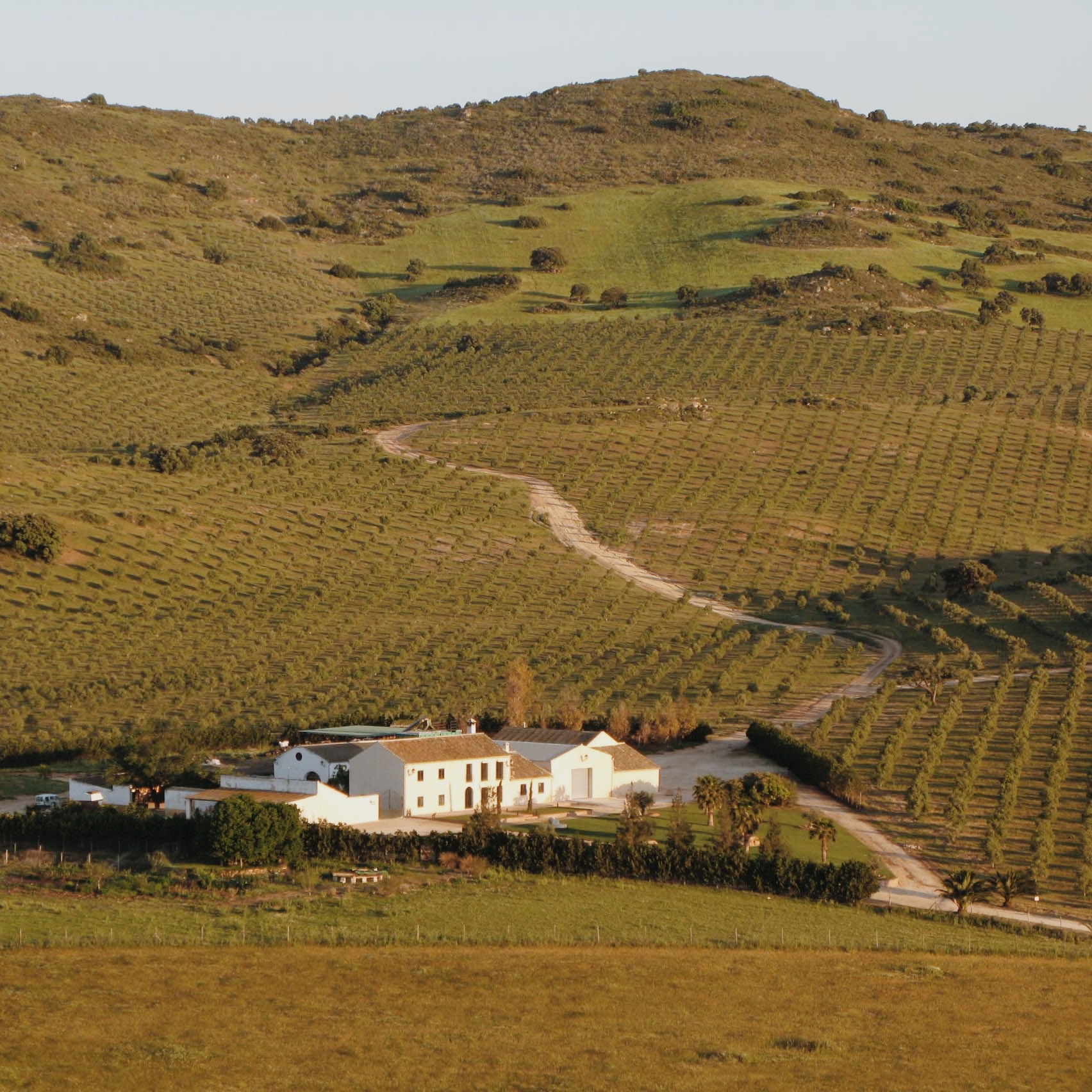 AOVE / Finca la Torre