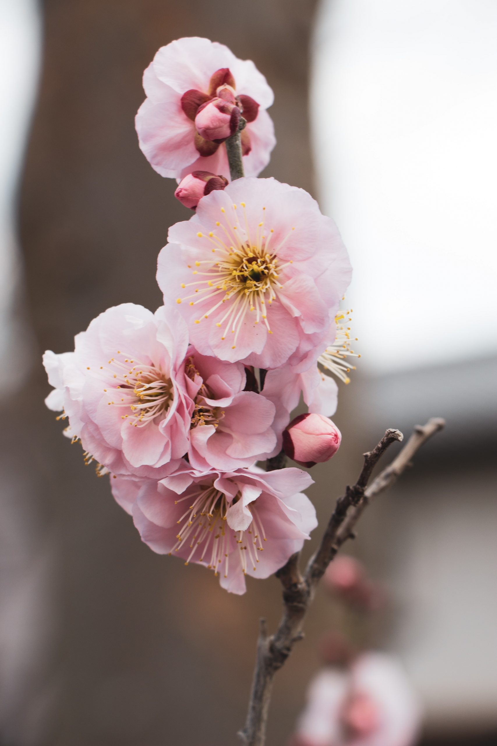 Flor japonesa