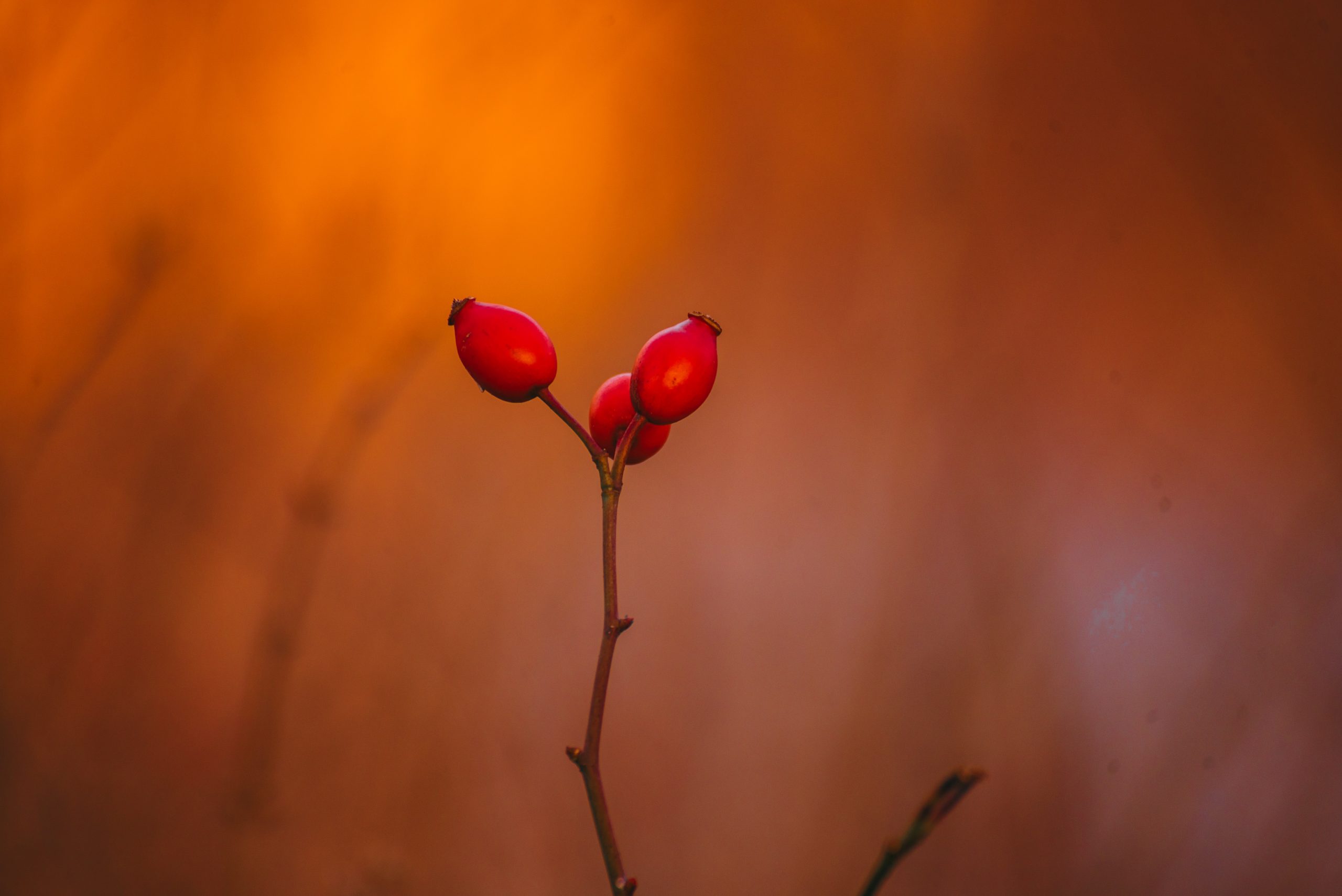 Rosa mosqueta / Unsplash