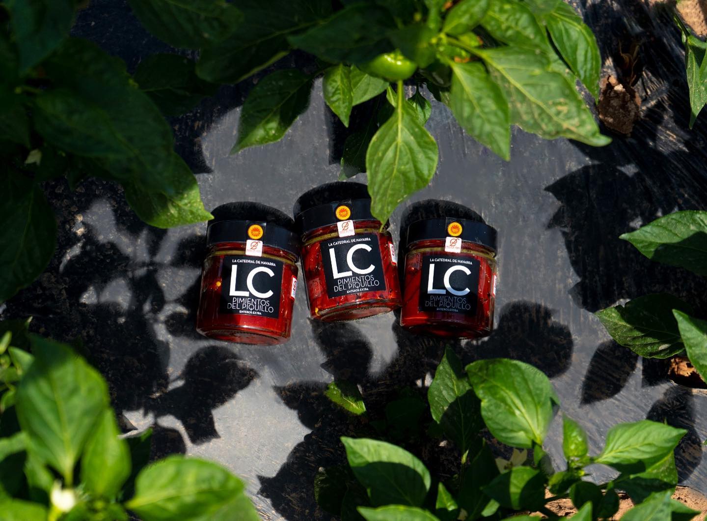 regalos gourmet