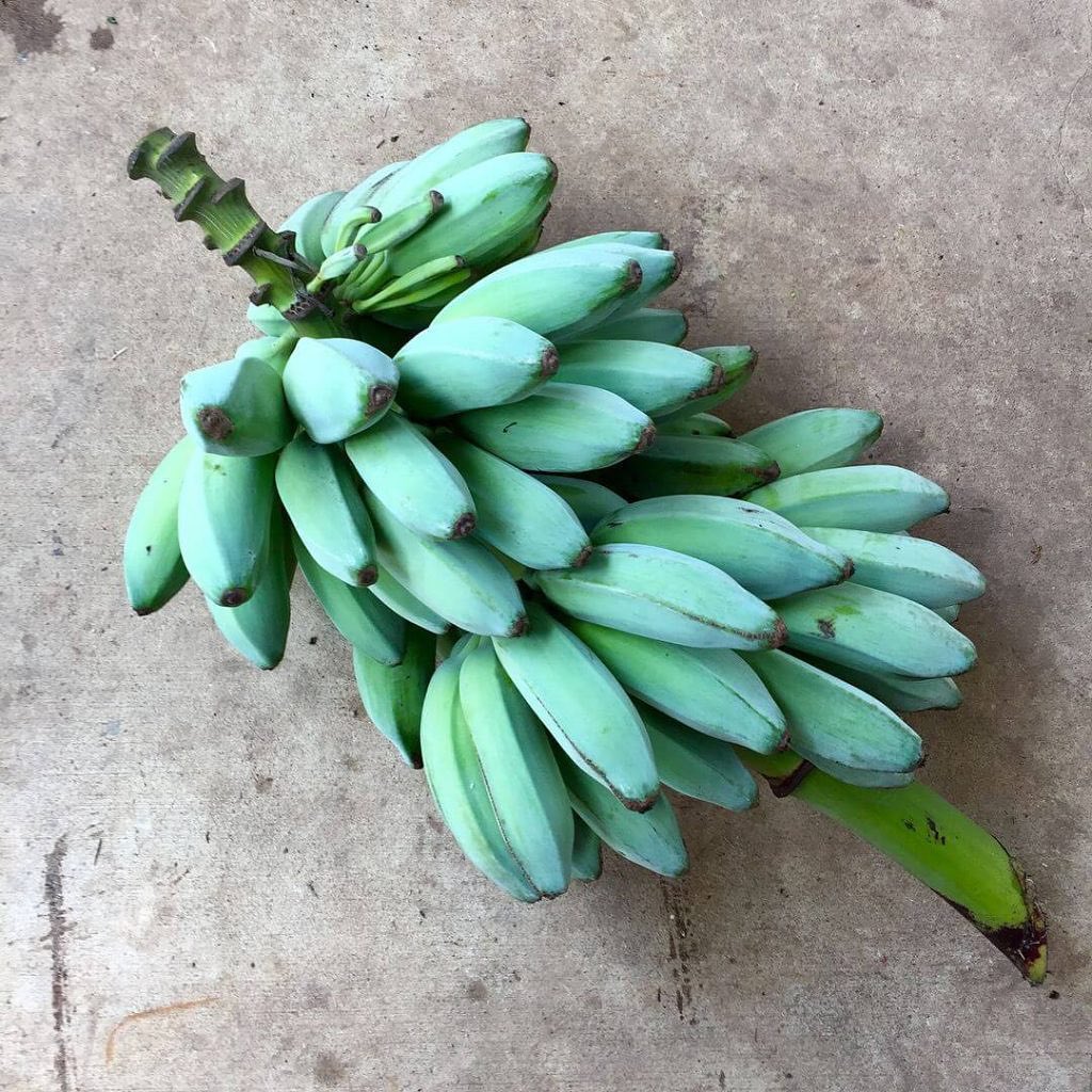 pl&aacute;tanos azules