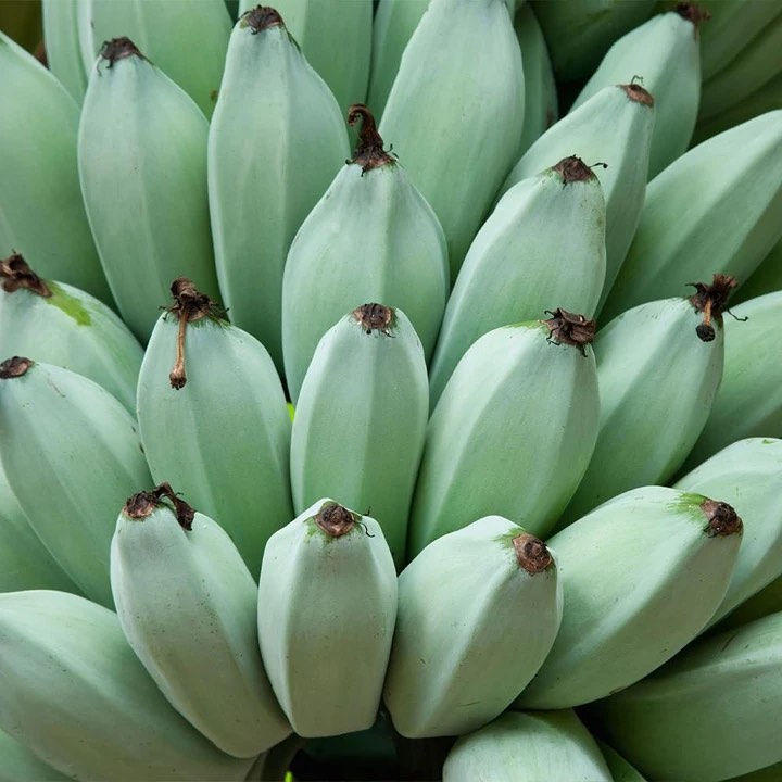 pl&aacute;tanos azules