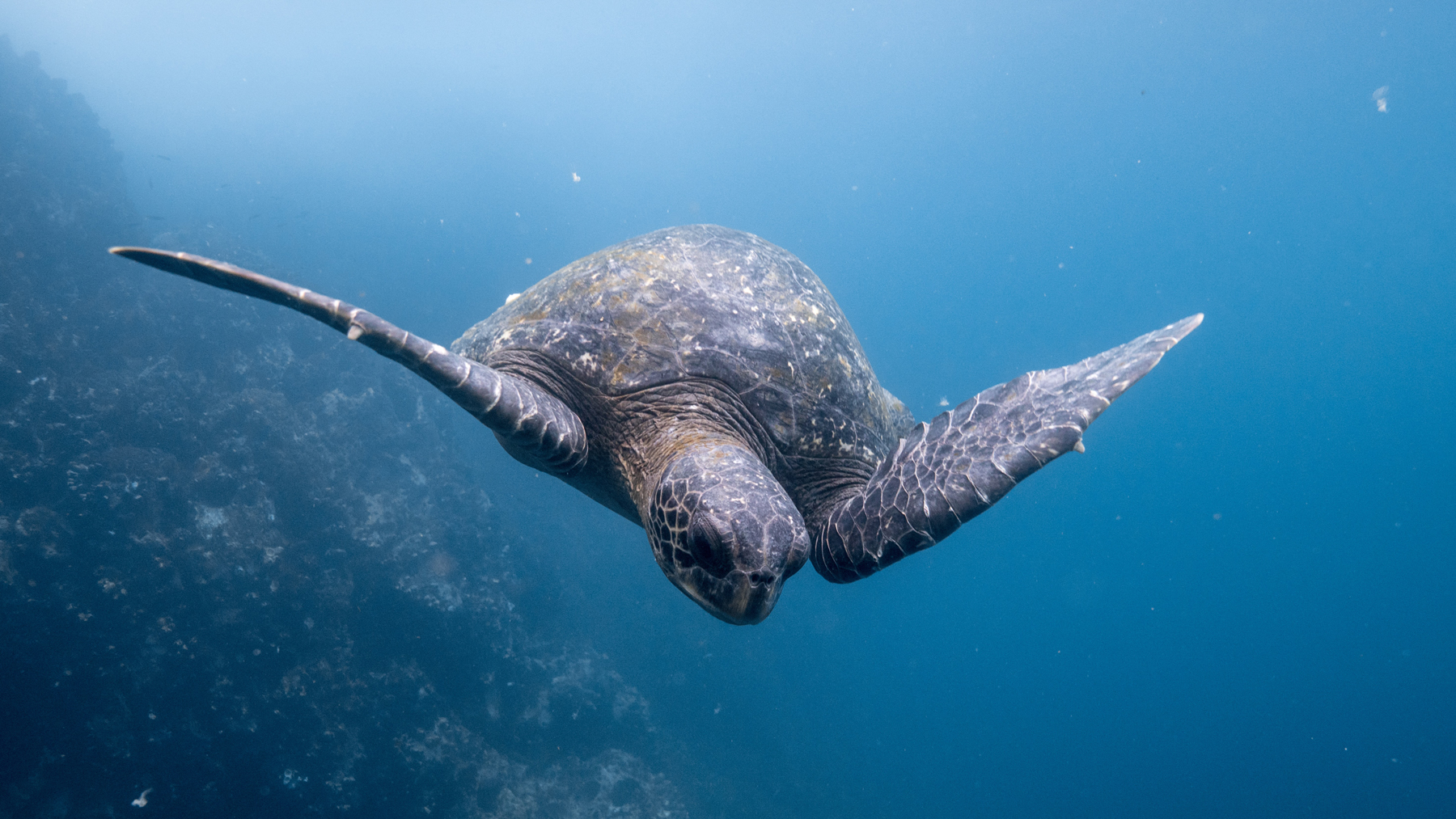 Gal&aacute;pagos / Unsplash