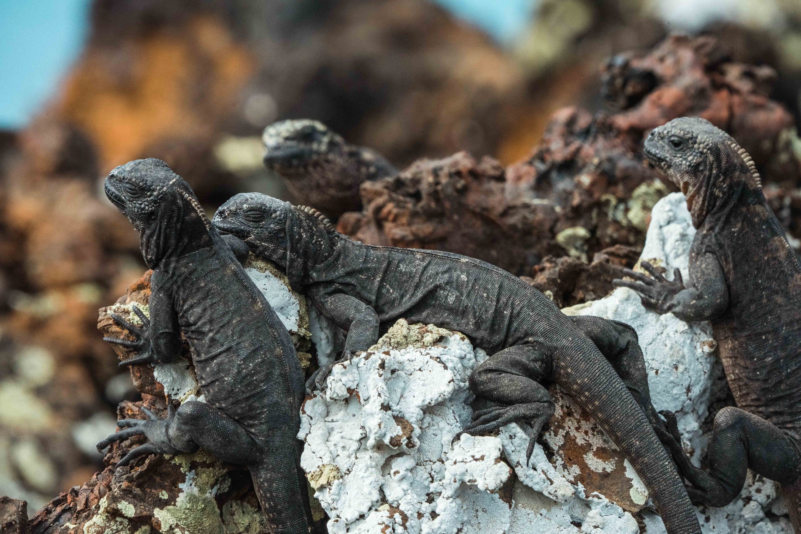Gal&aacute;pagos / Unsplash
