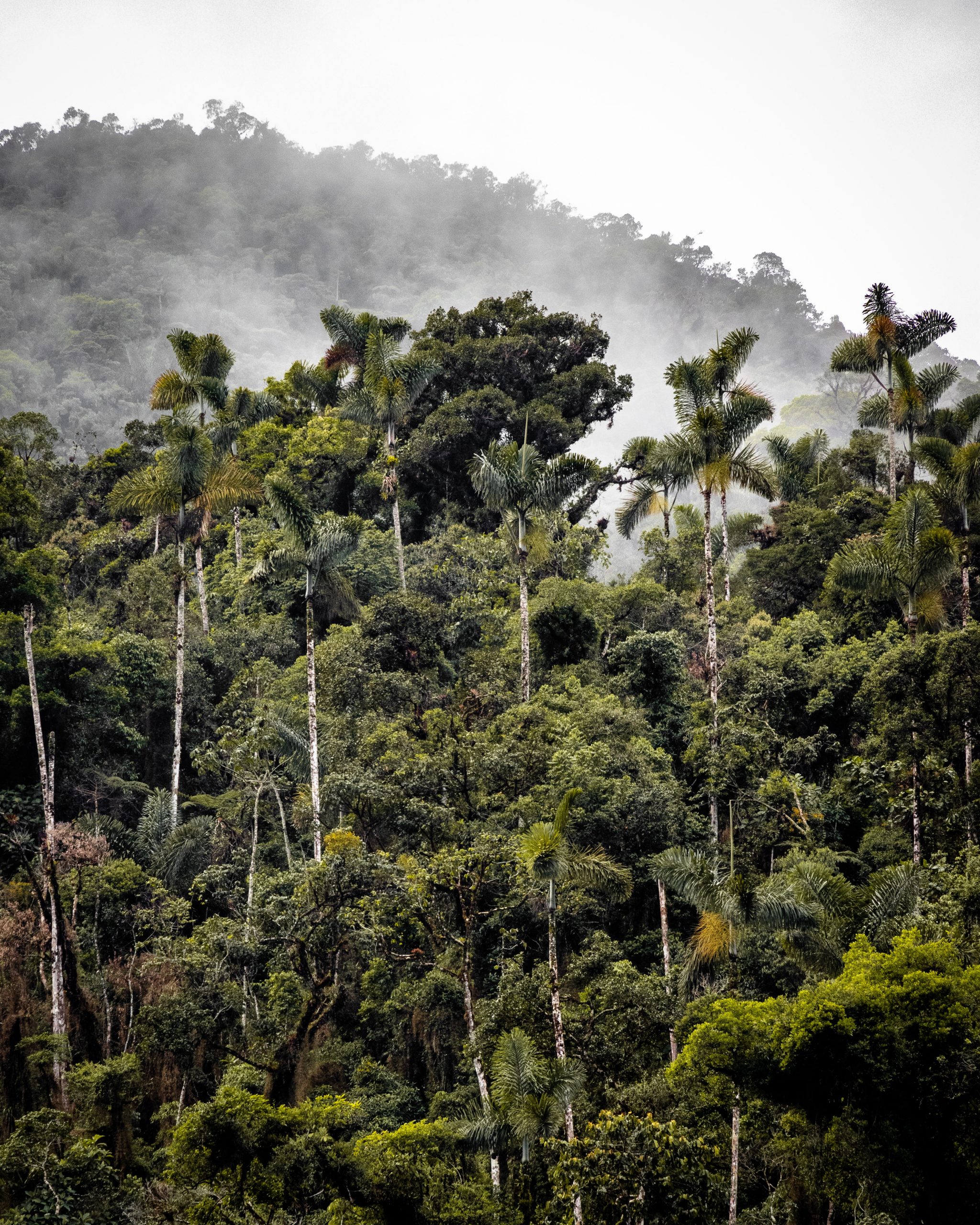 La Amazonia